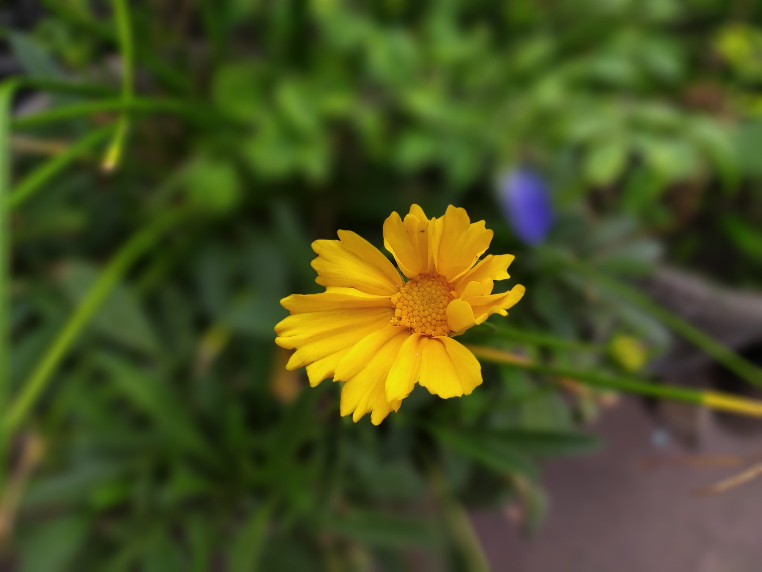 A yellow flower