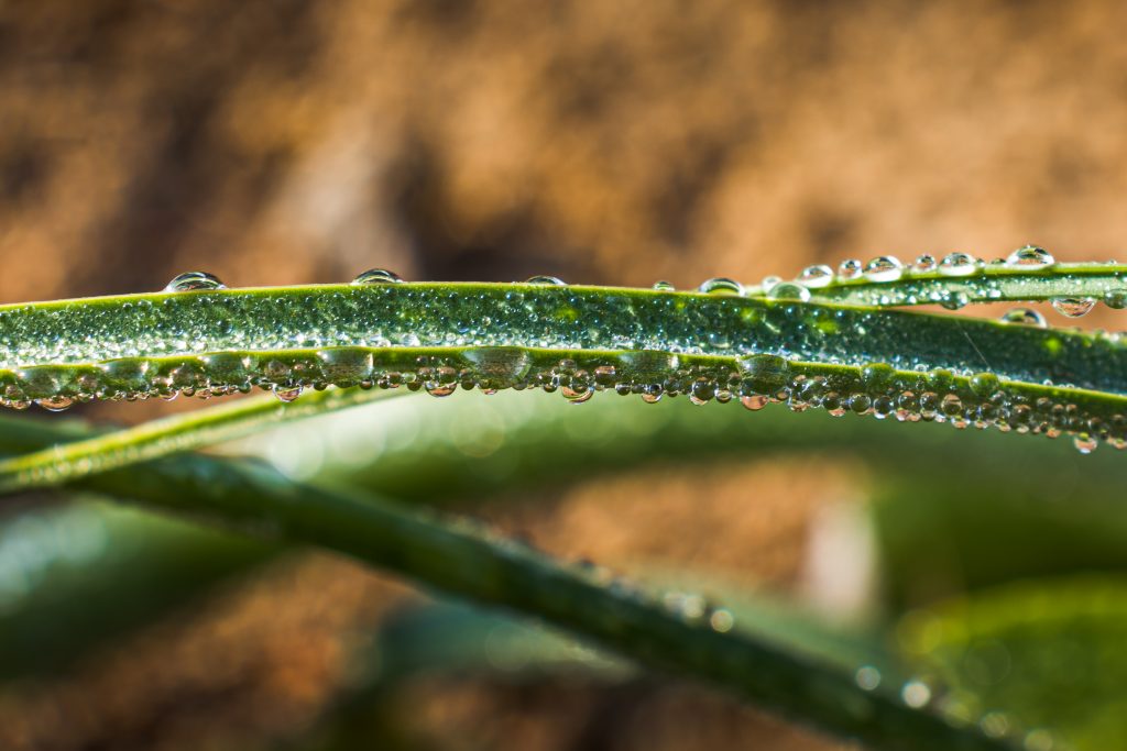 Sweat of a plant Free Image by Pynkhlainborlang Khongwar on