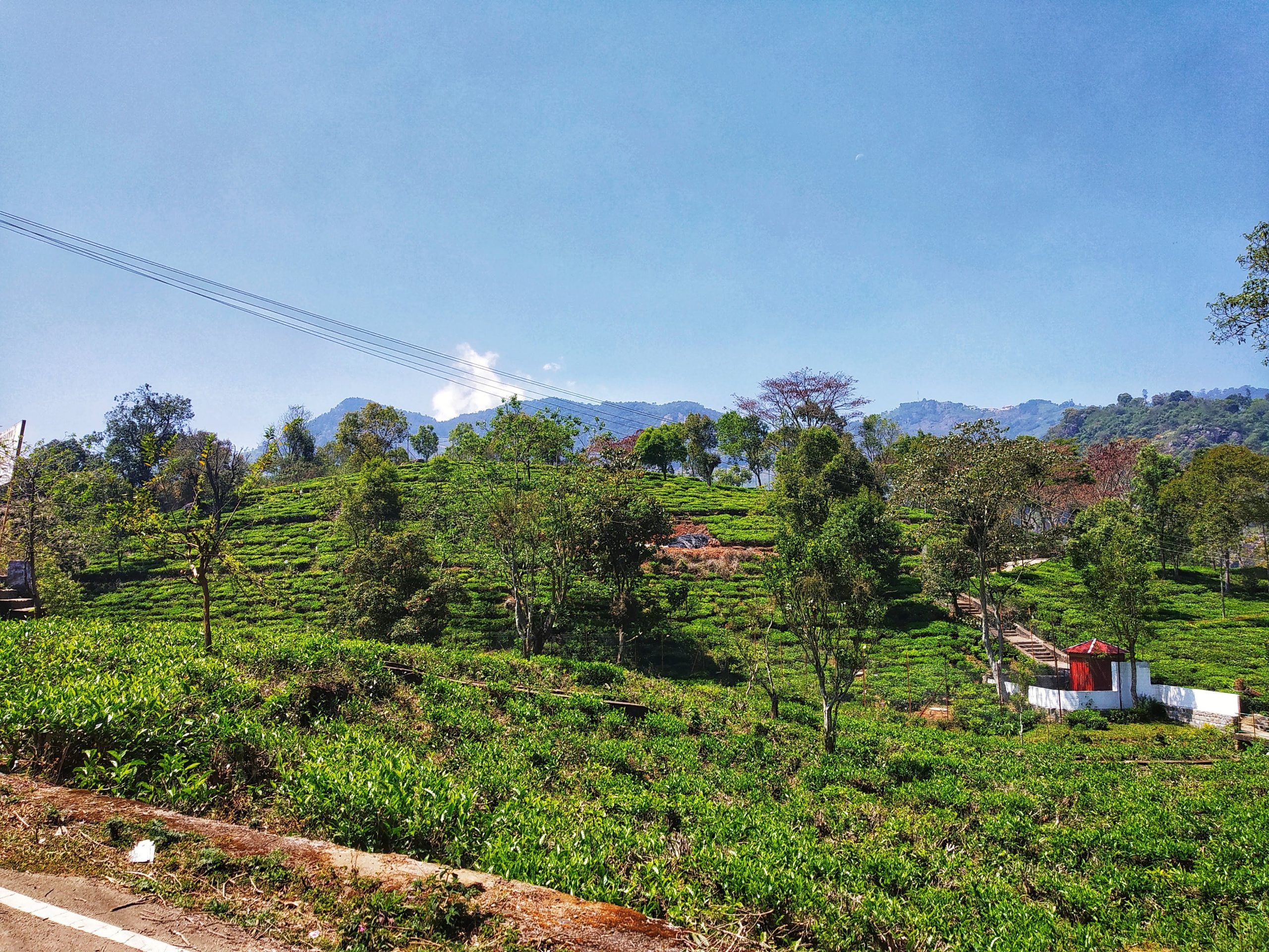 Tea estate at kothagiri