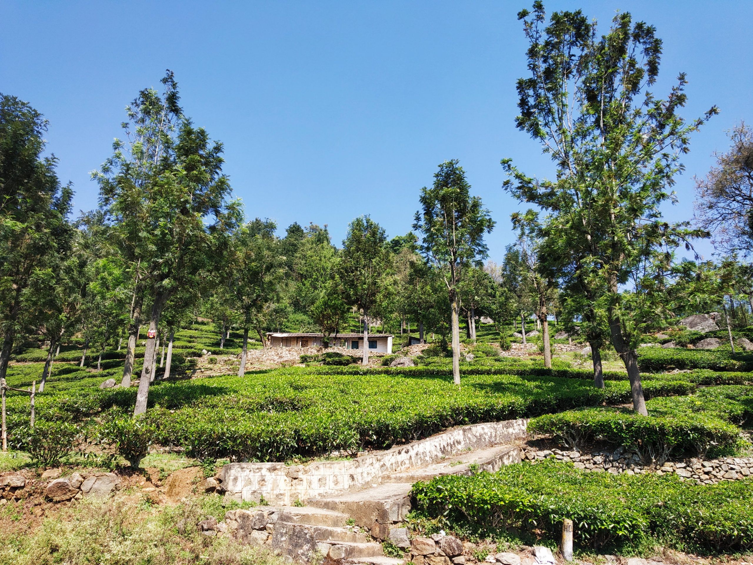 Tea estate farm at kothagiri