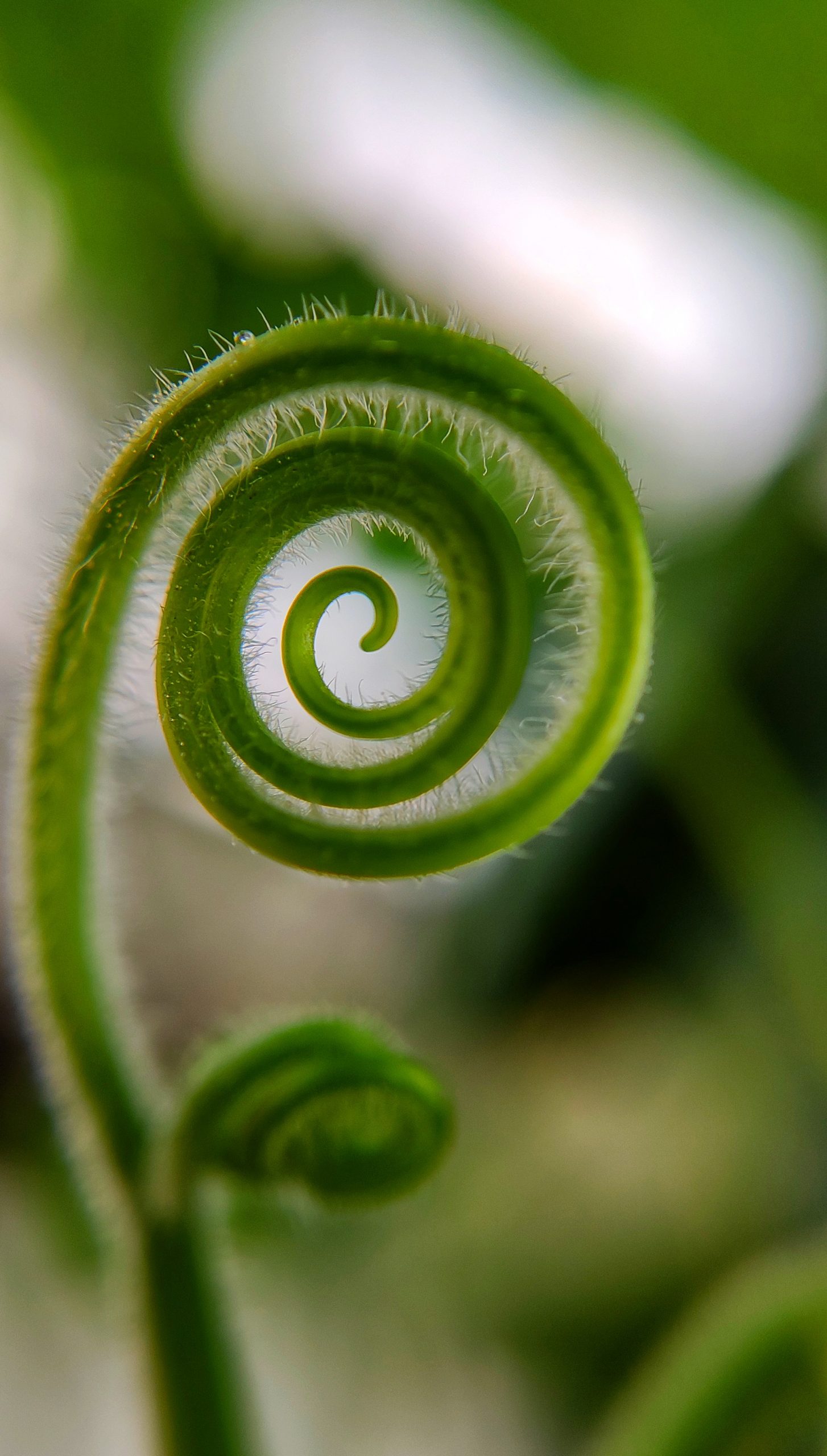Tendril of plant