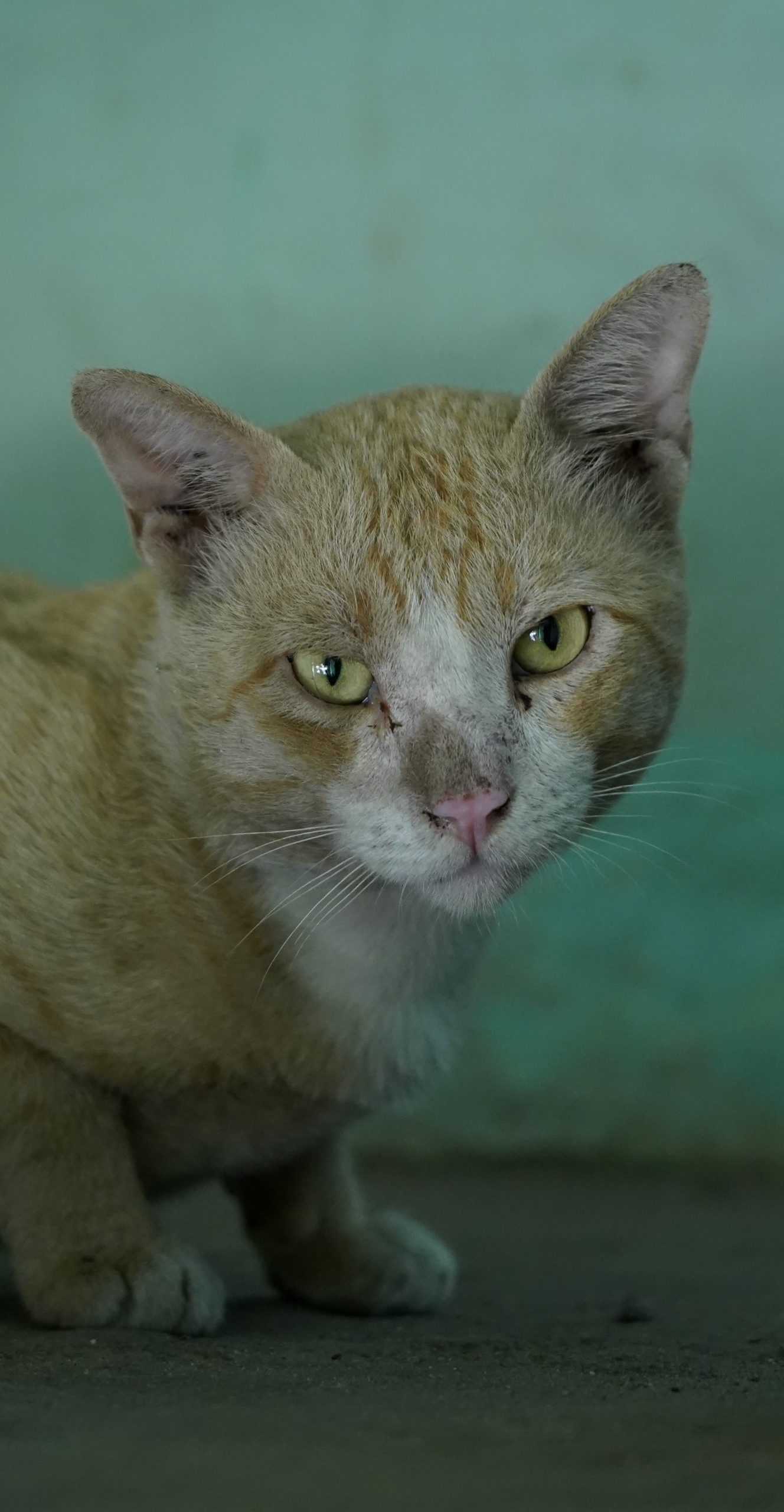 Portrait of a blond whisker