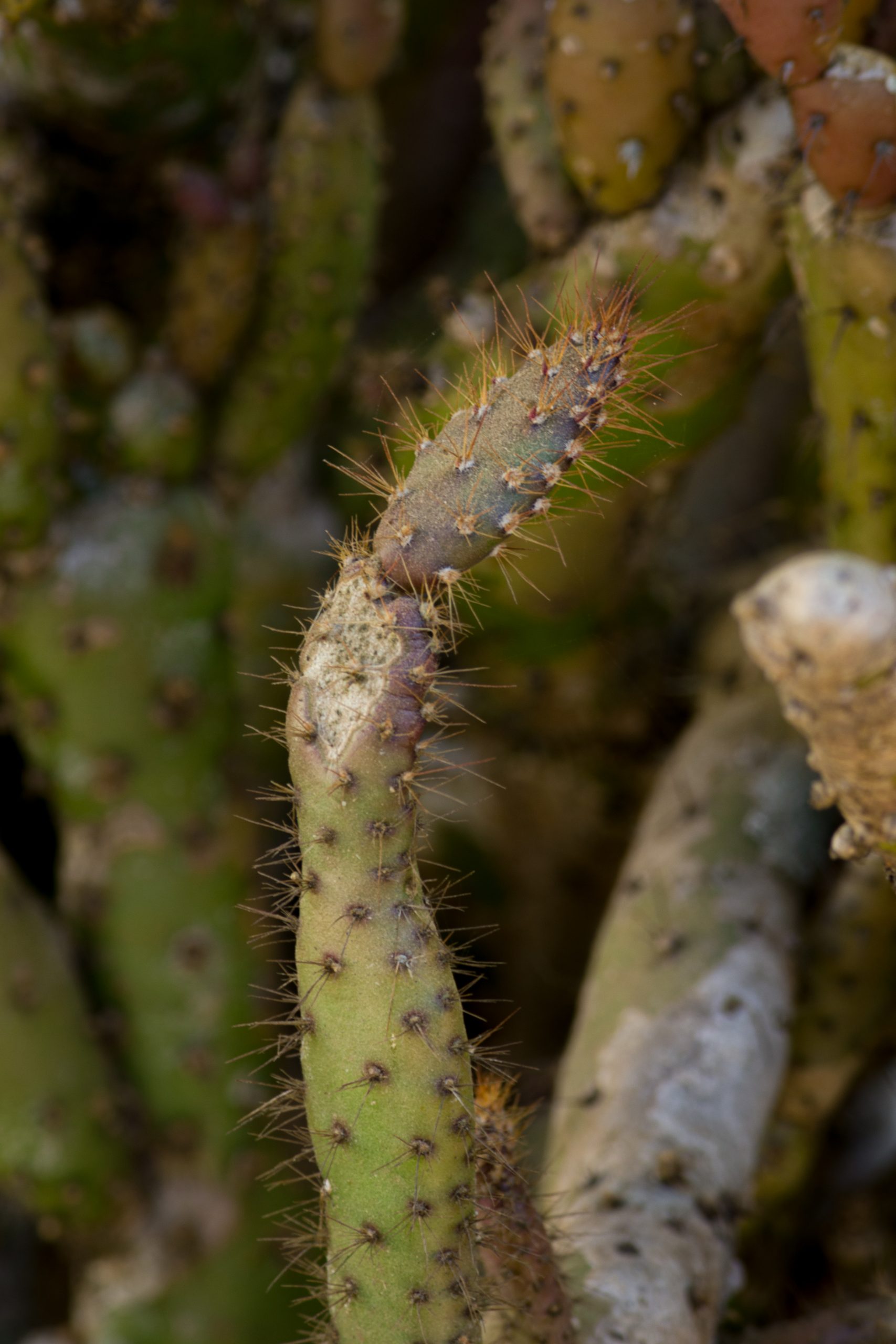 Thorns of cactus plant