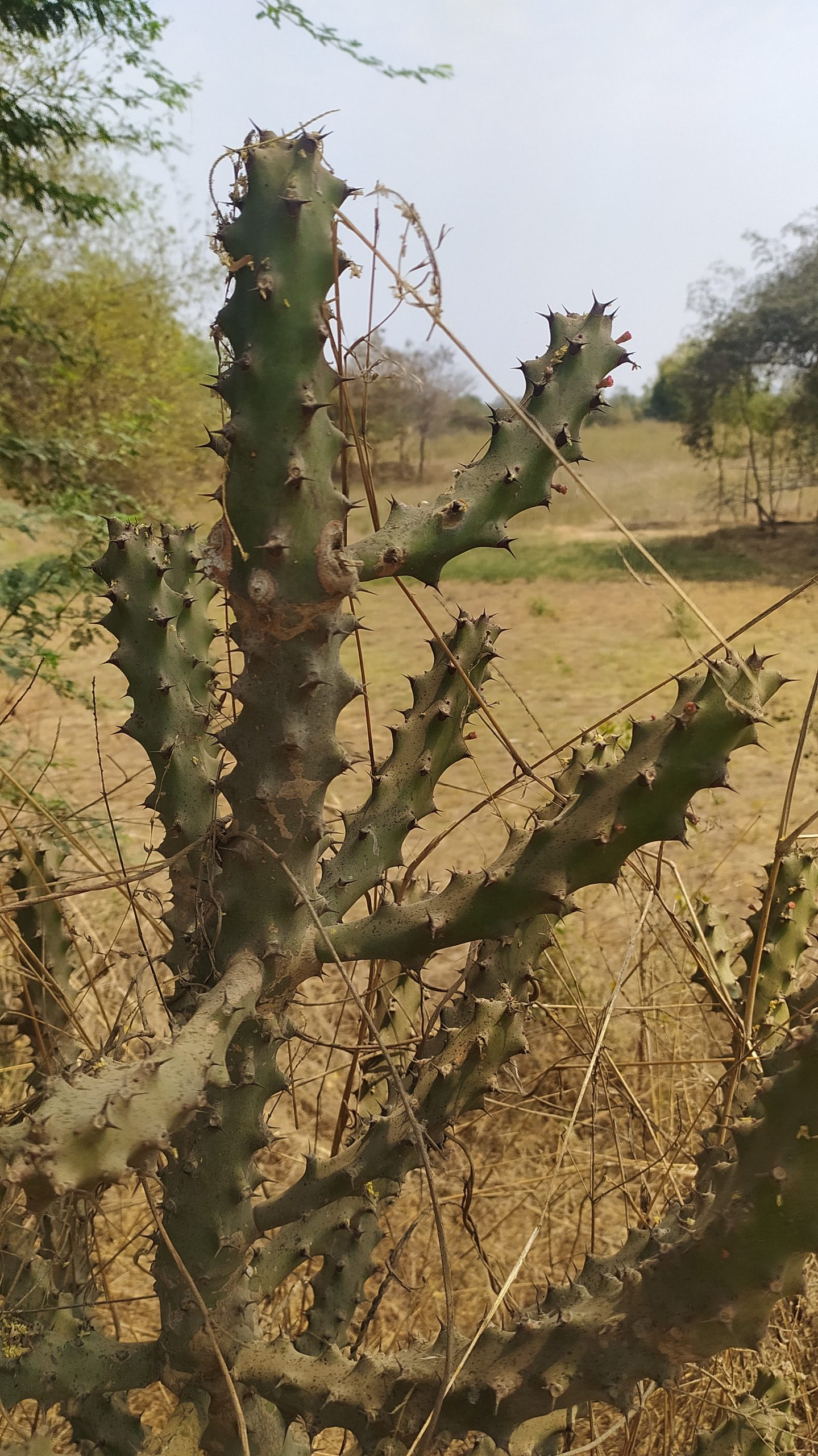 Thorny cactus plant