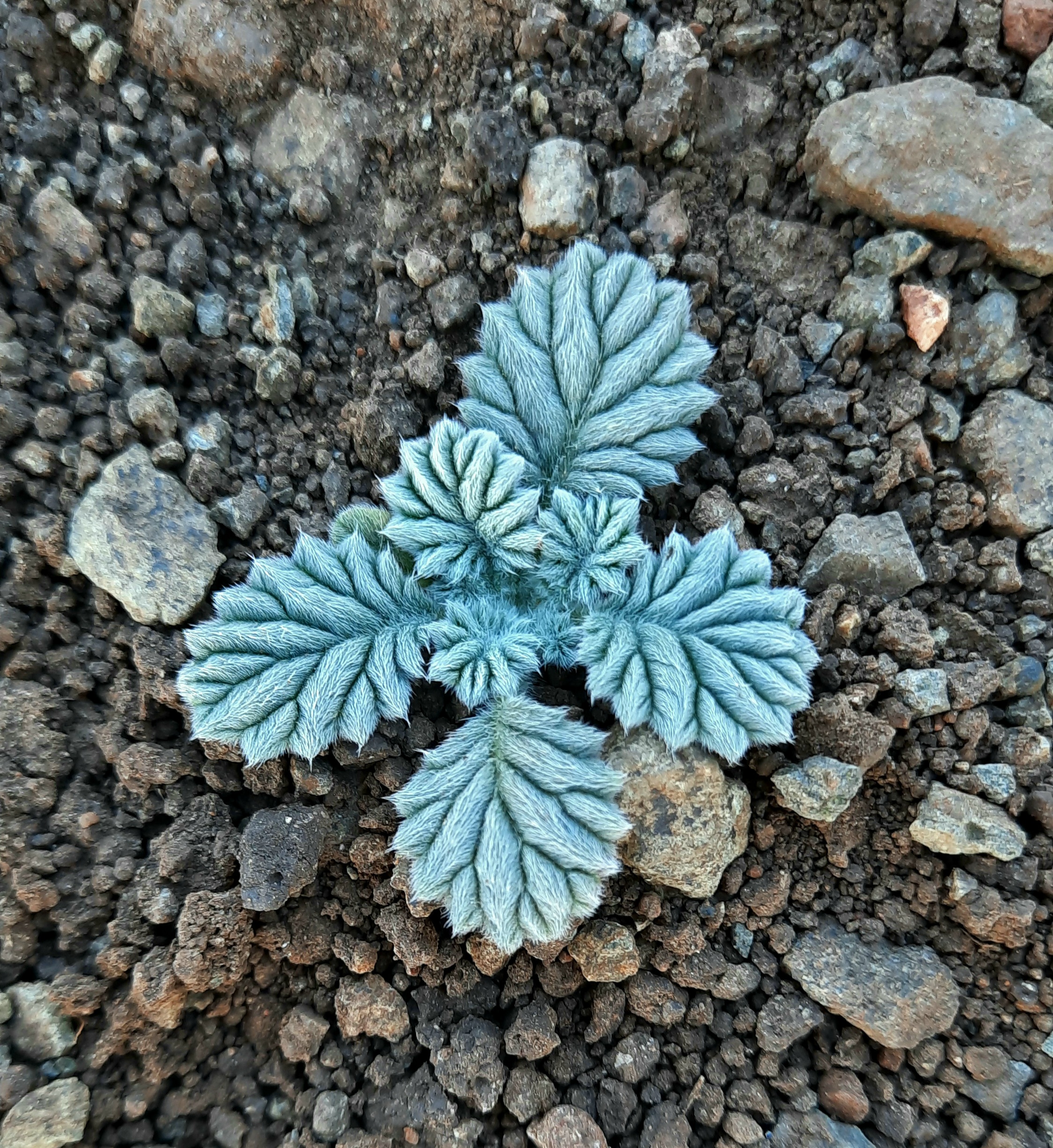 Tiny plant on the ground