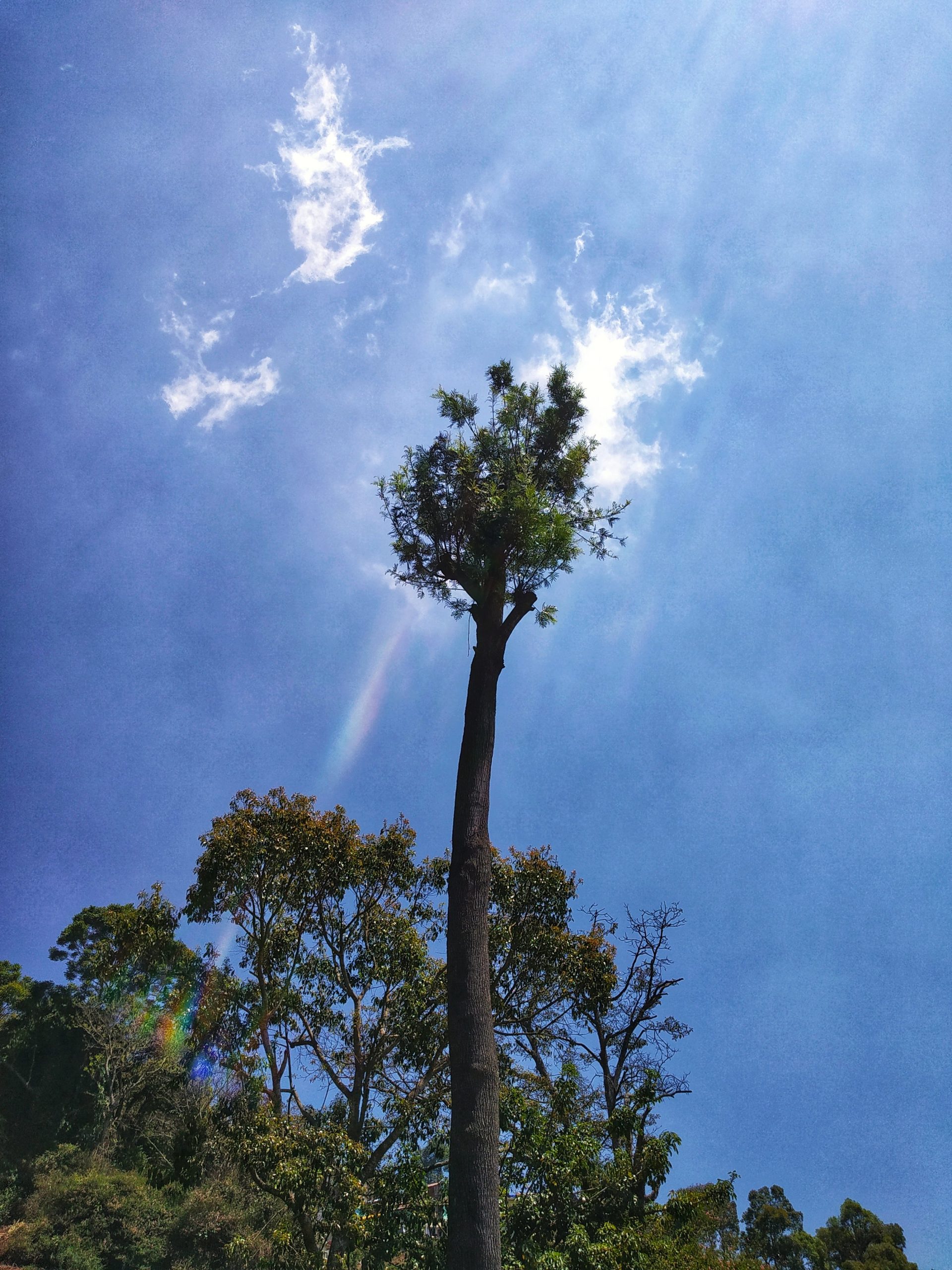 Tree against the sky