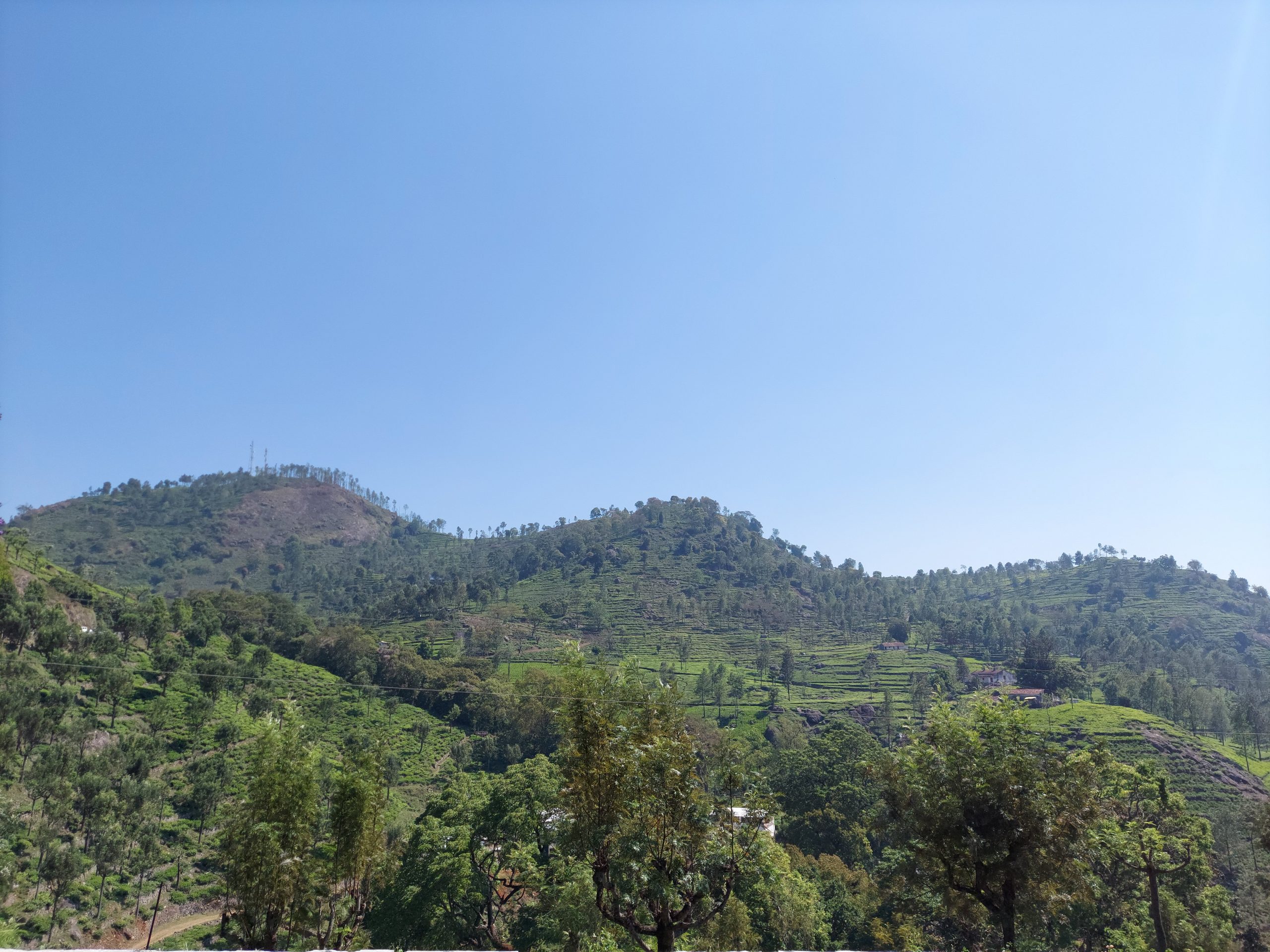 Trees and mountains