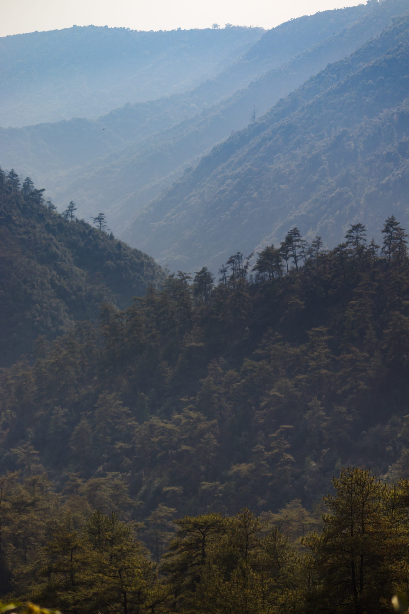 Trees and mountains