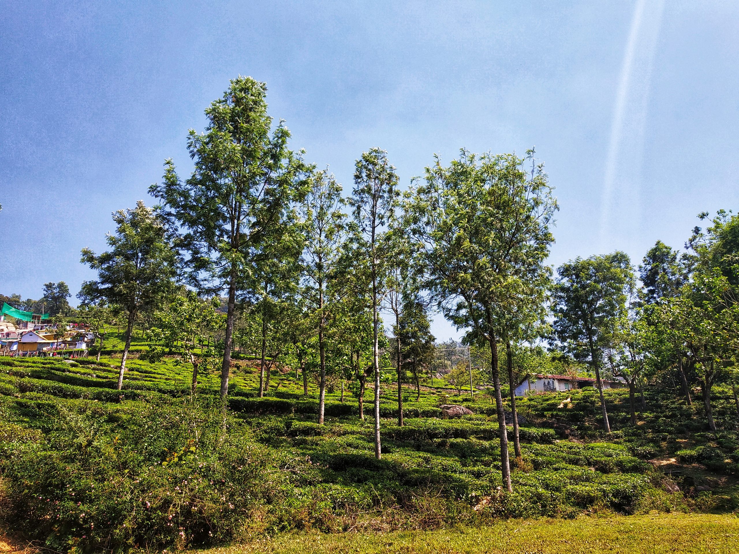 Trees at a hill station