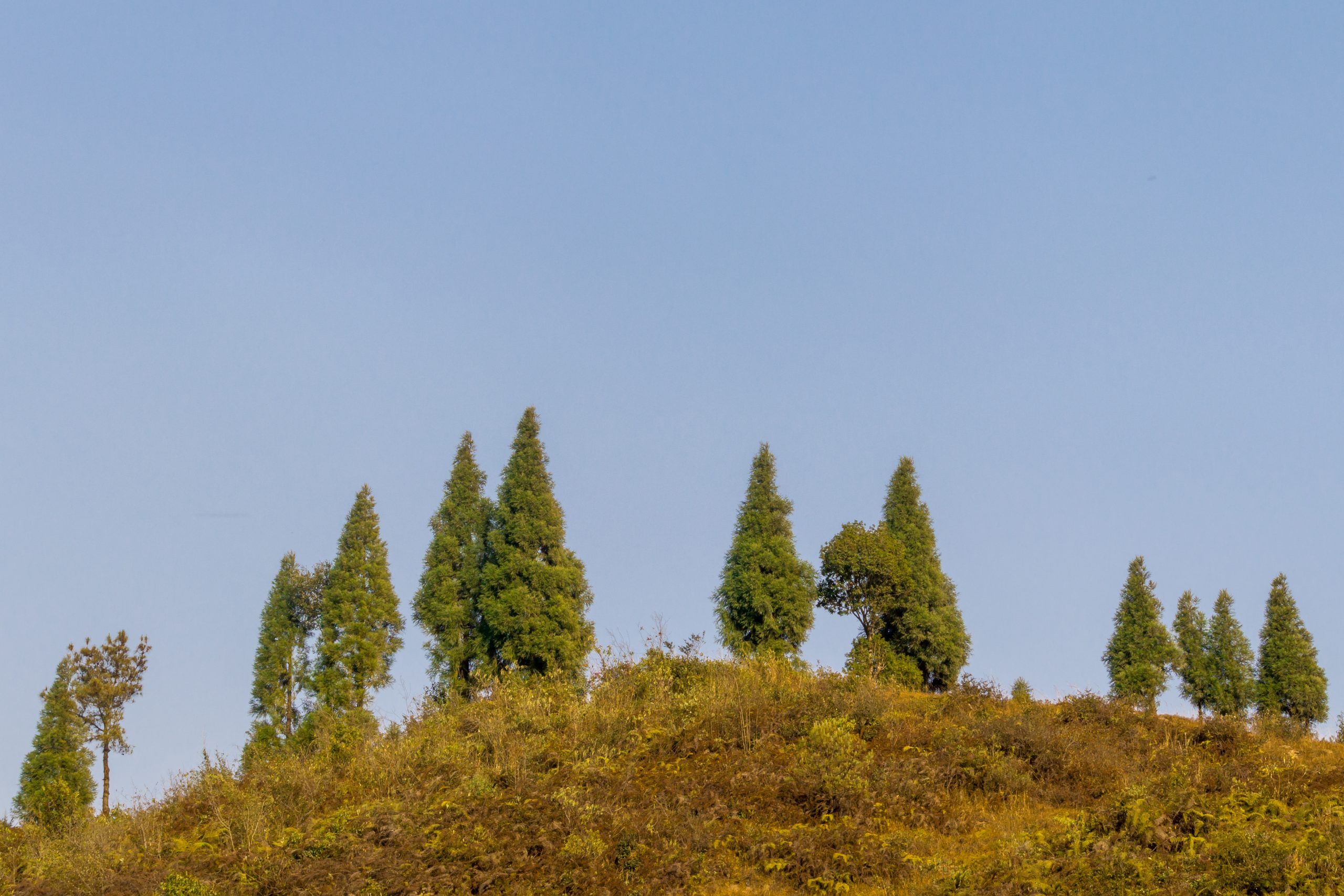 Trees on the hill top