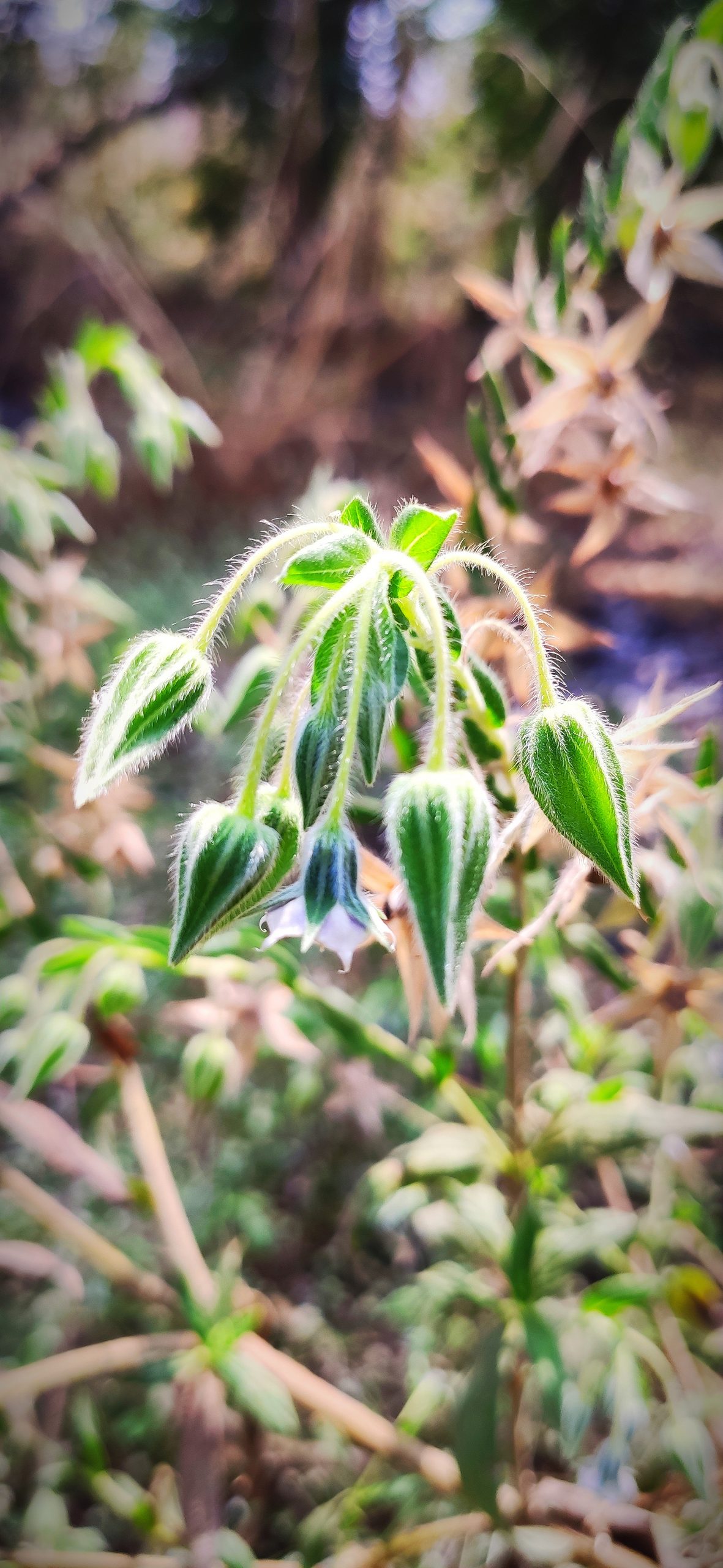 Trichodesma plant