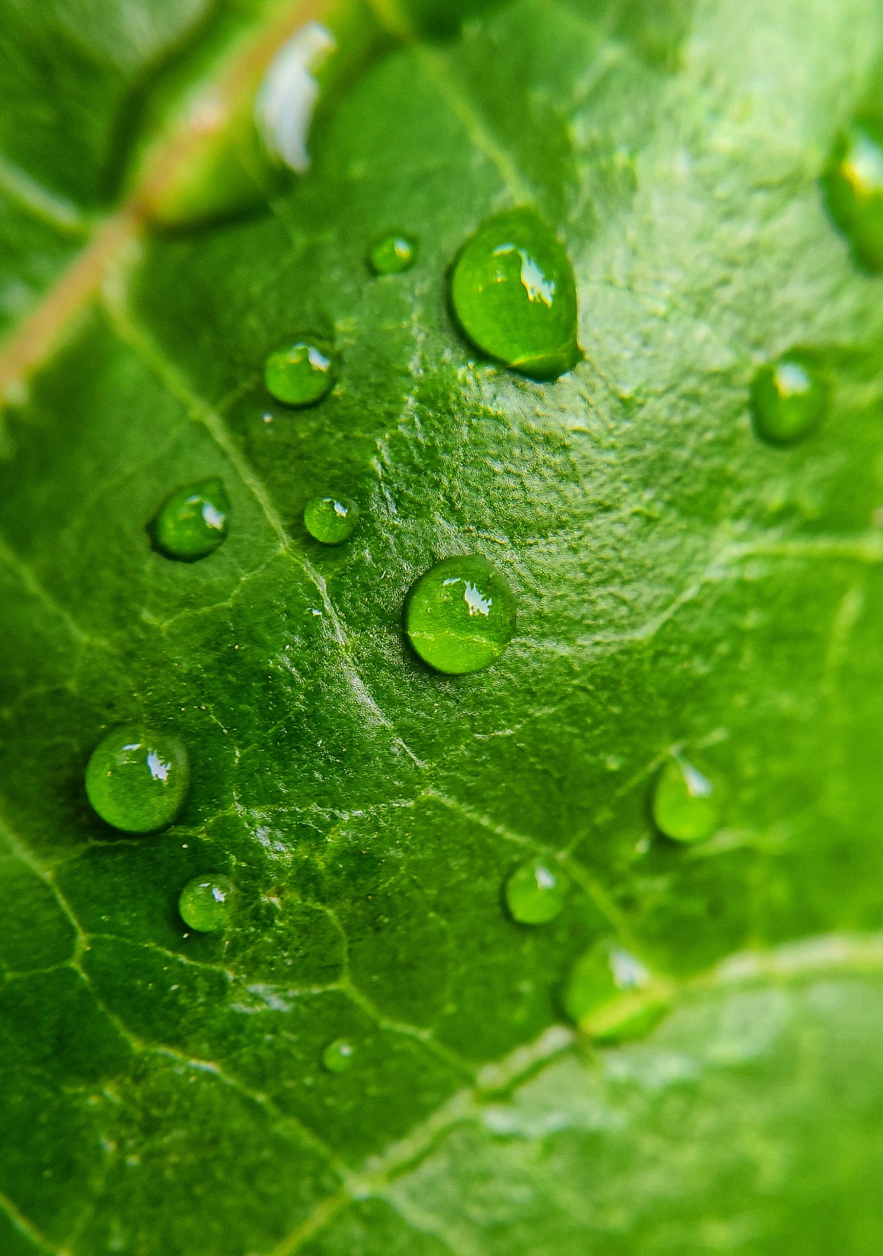 Drops on leaf