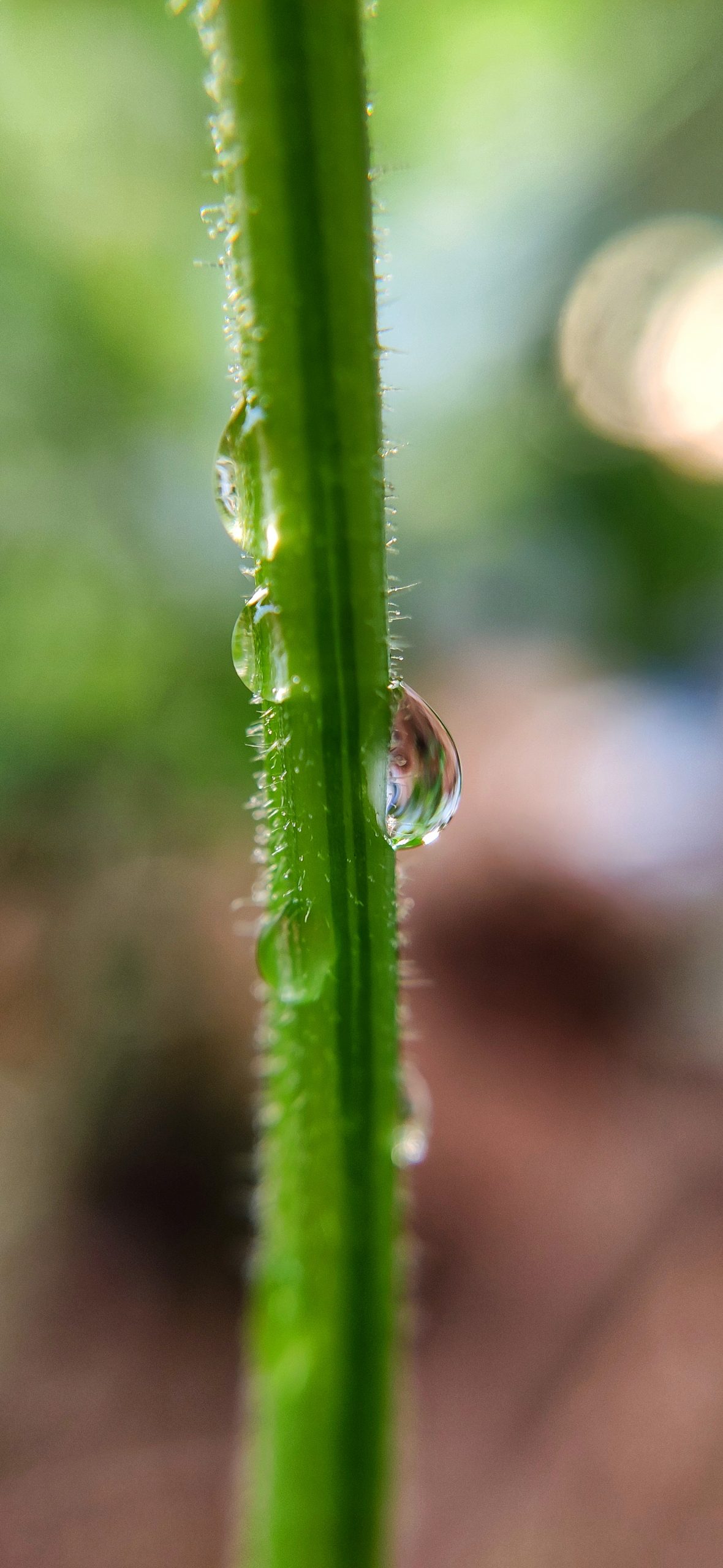 Drops on plant stem