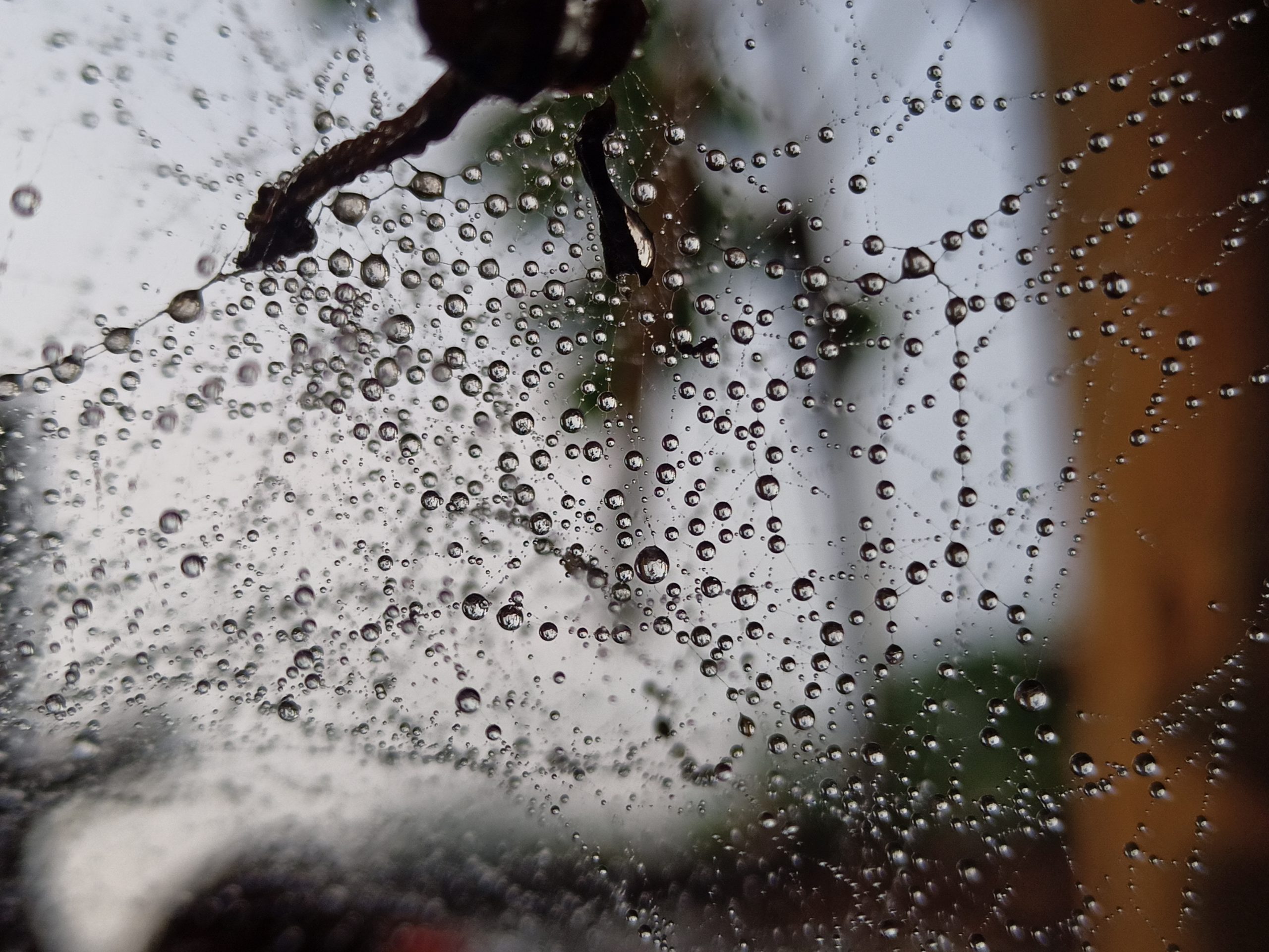 Water drops on spiderweb