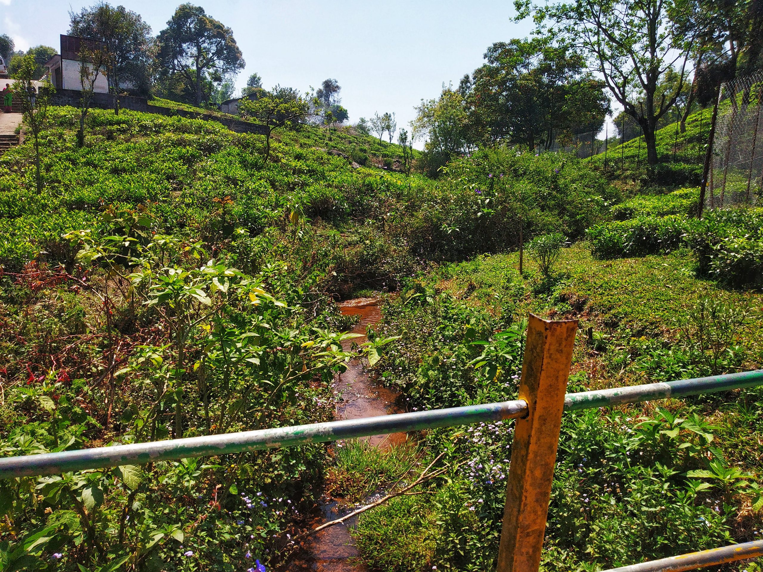 Water flowing through tea estate