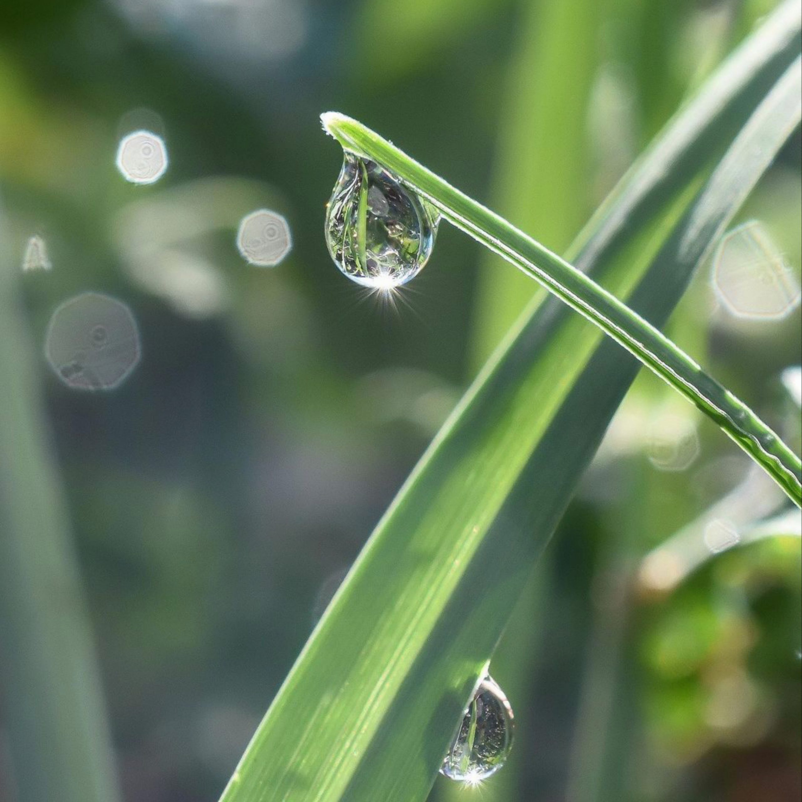 Waterdrop on a leaf