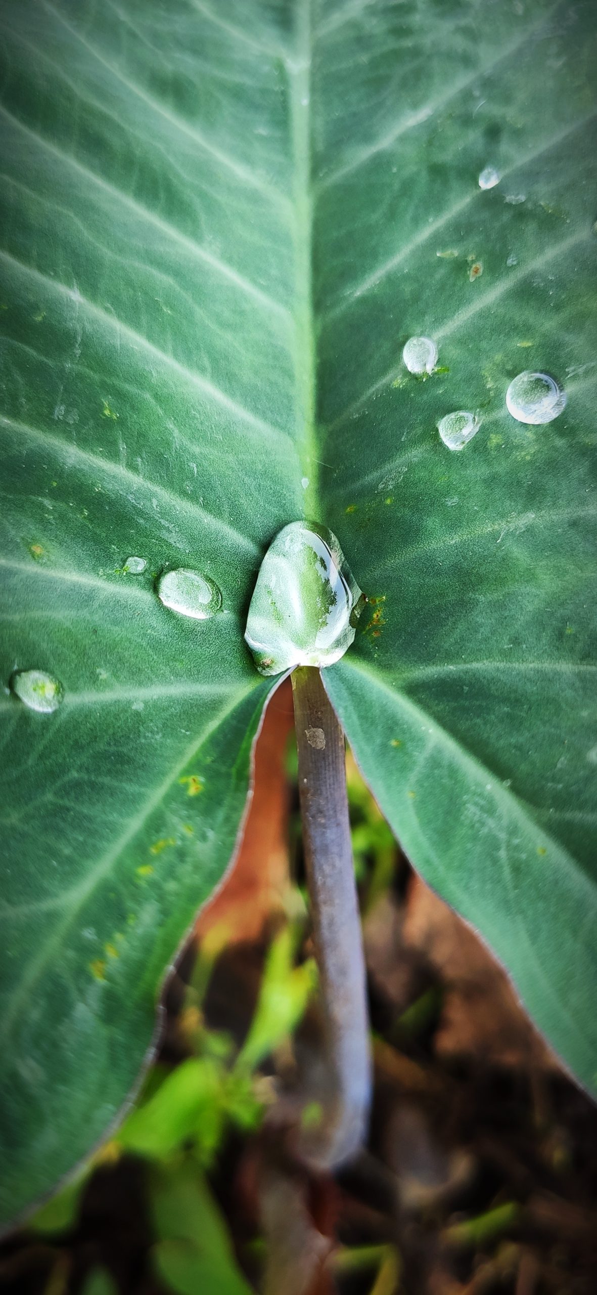 Drop on leaf