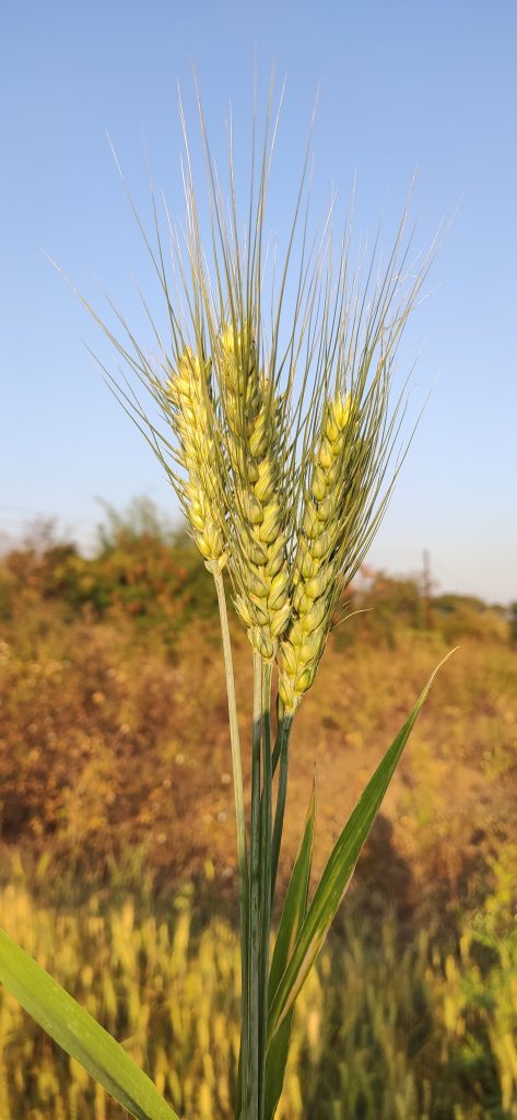 Wheat Plant In A Farm - PixaHive