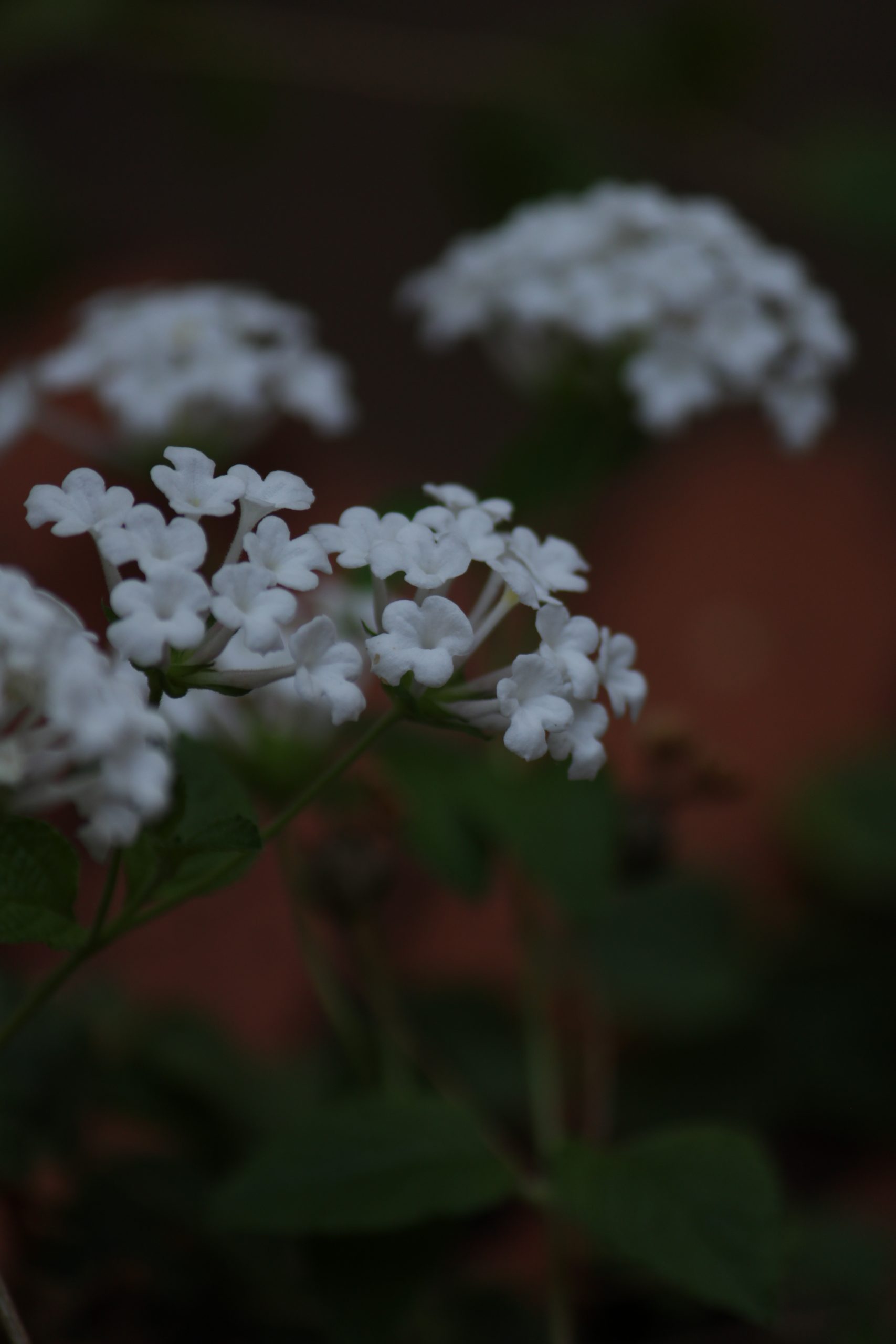 White flowers of a plant