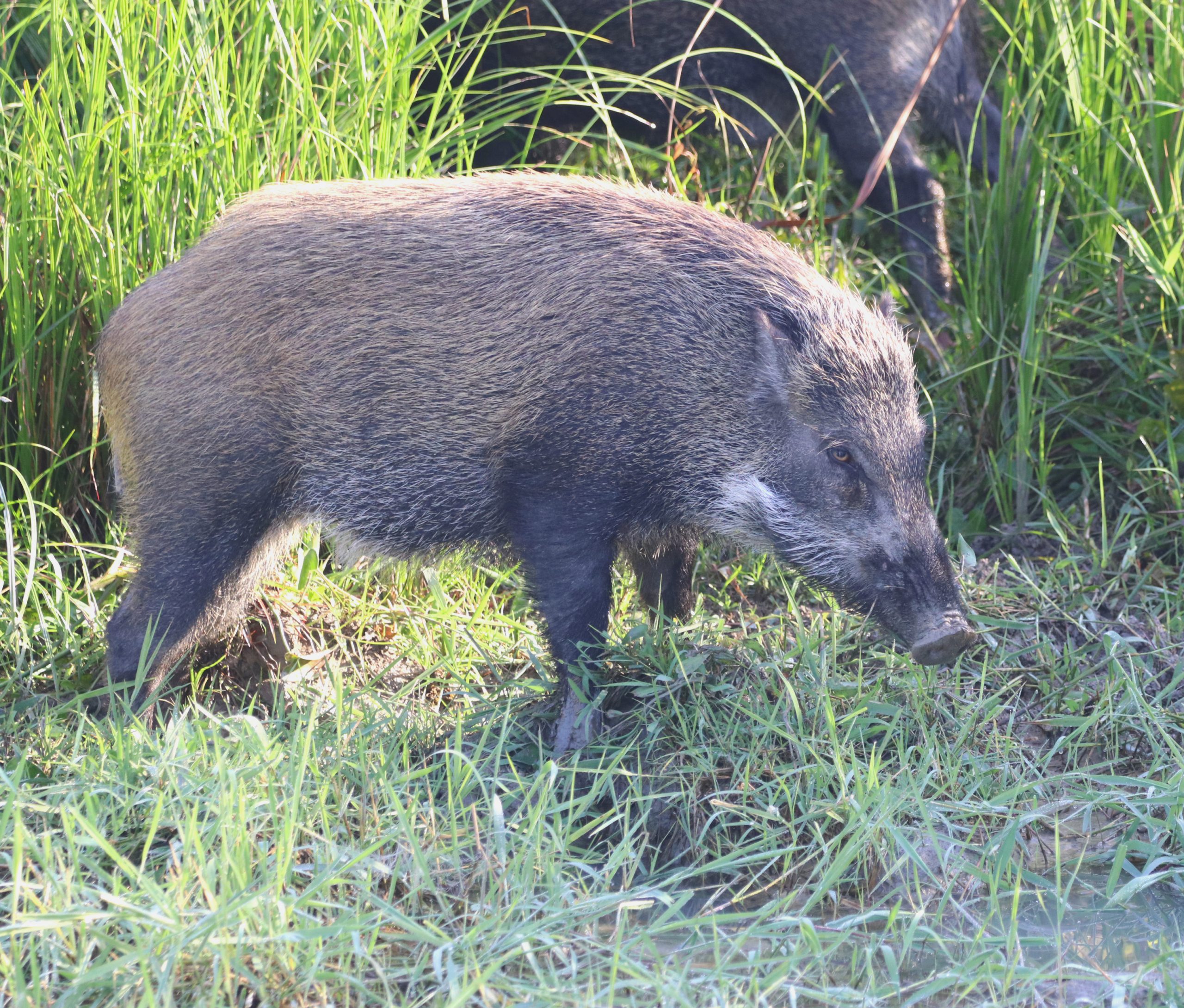 Wild Pig in the forest