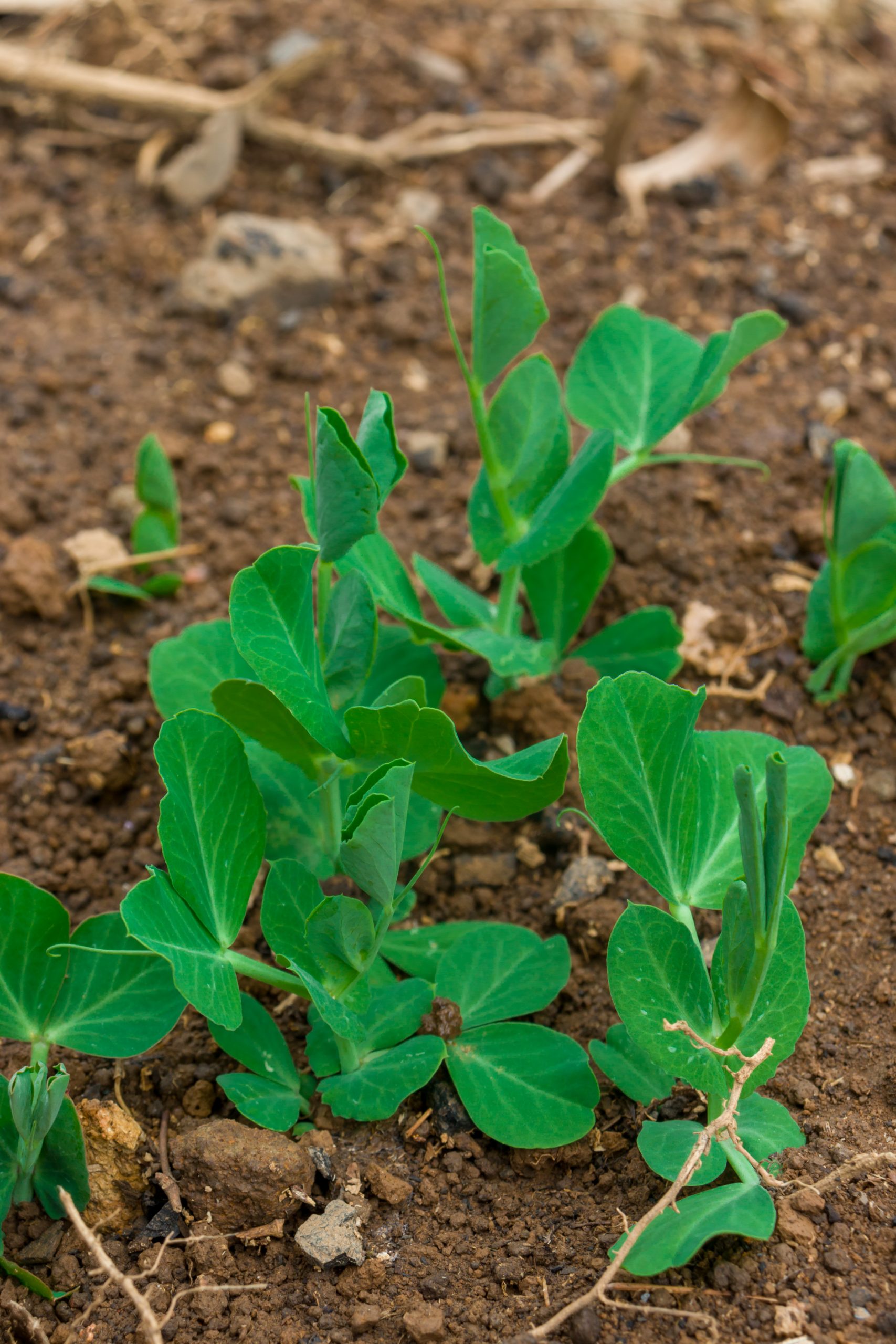 Young Pea plant