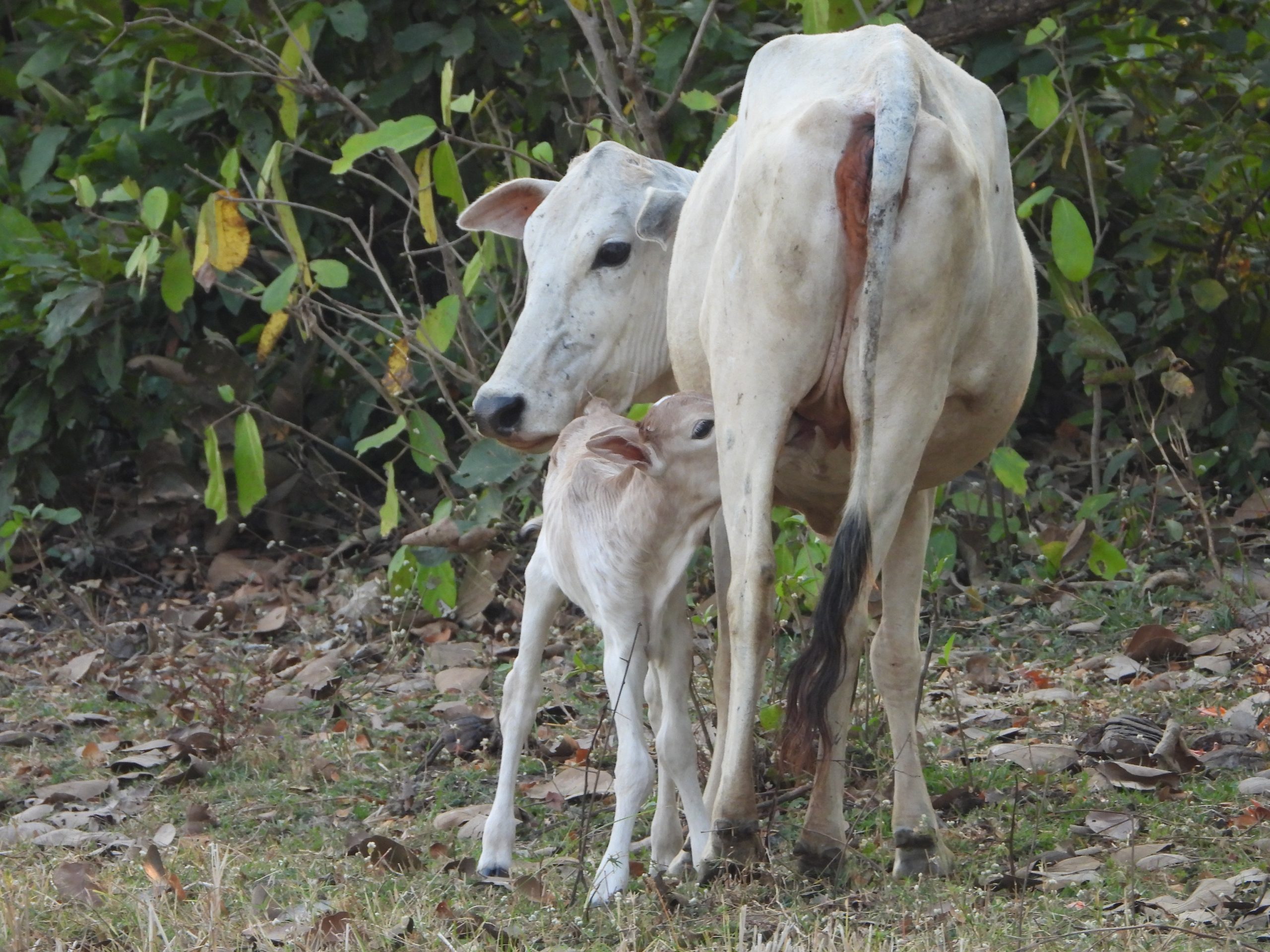 Calf and cow in the farm