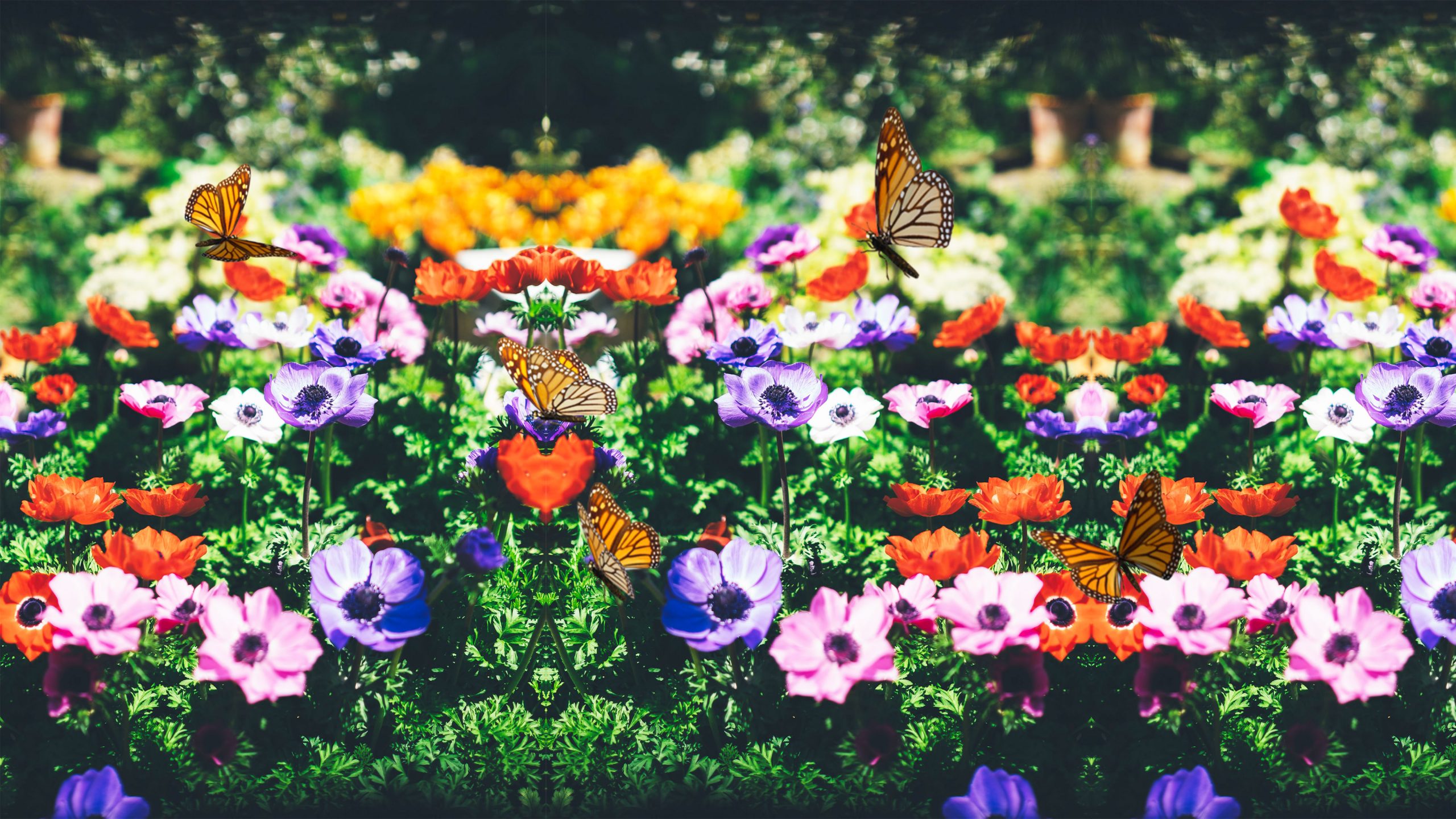 Butterflies on flowers