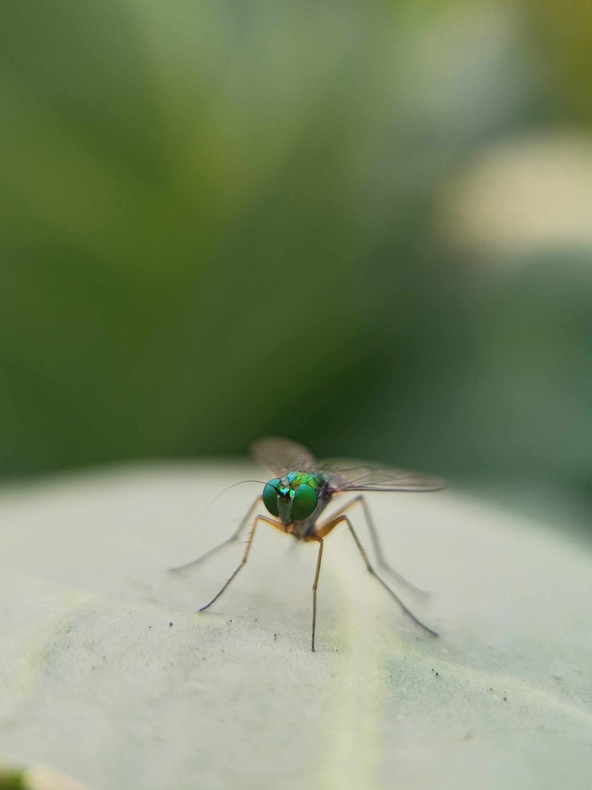 A housefly
