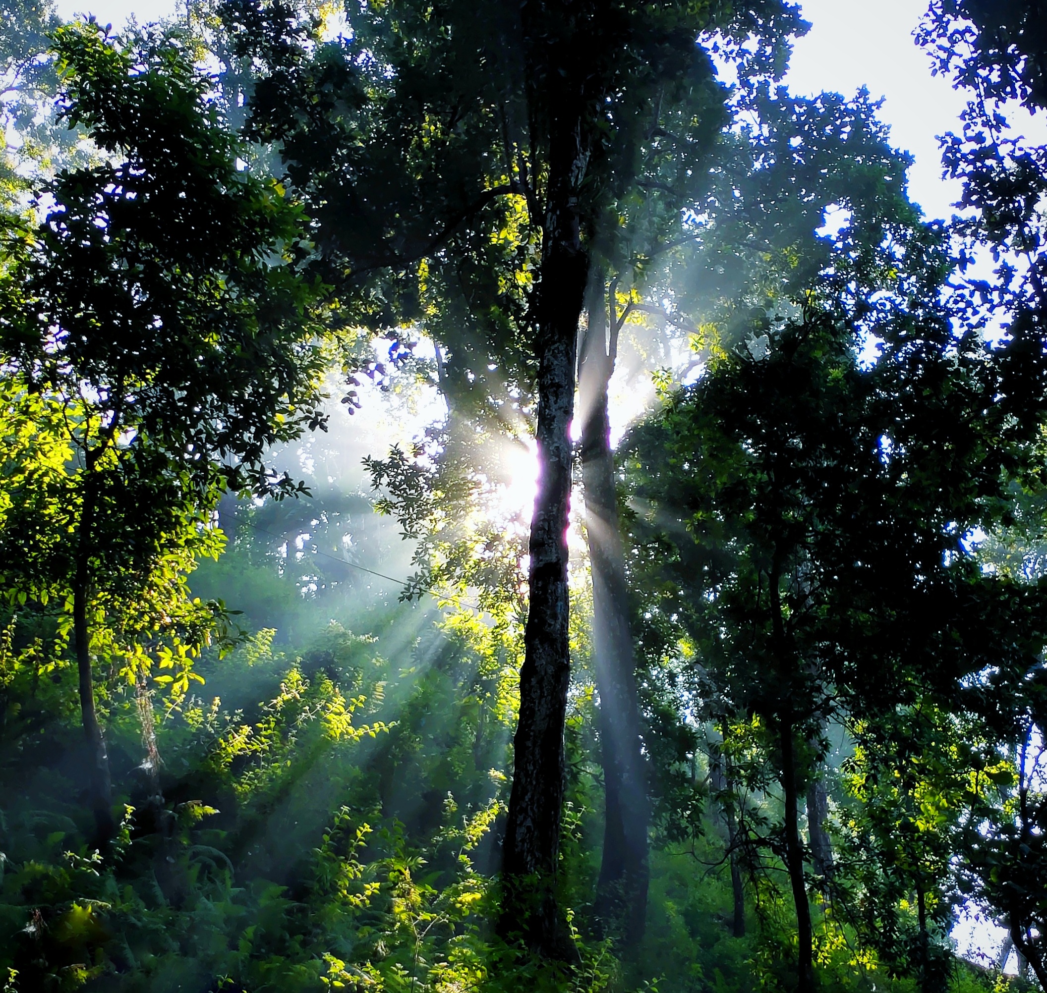 Sunshine in the forest