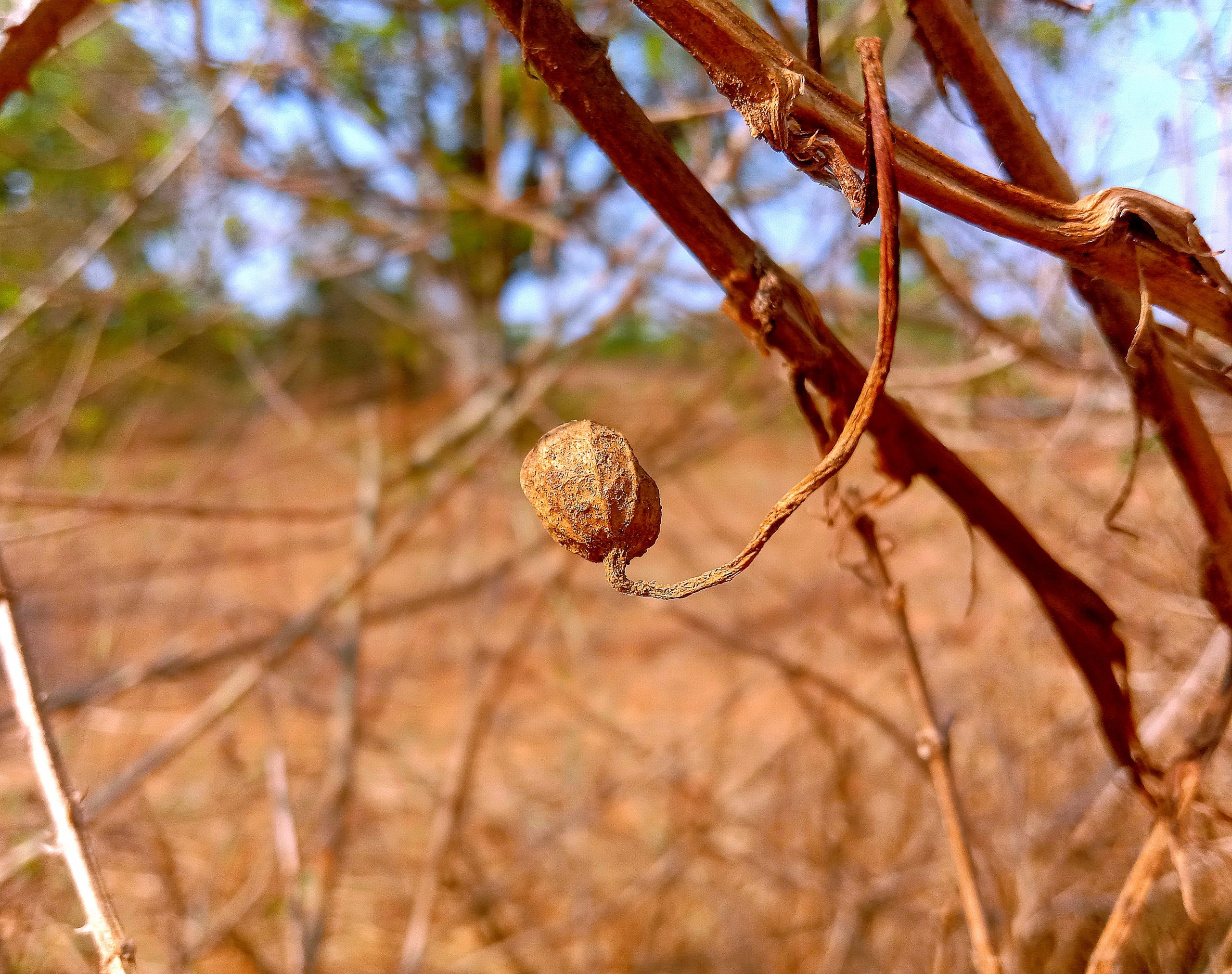 Dry flower buds on the plant