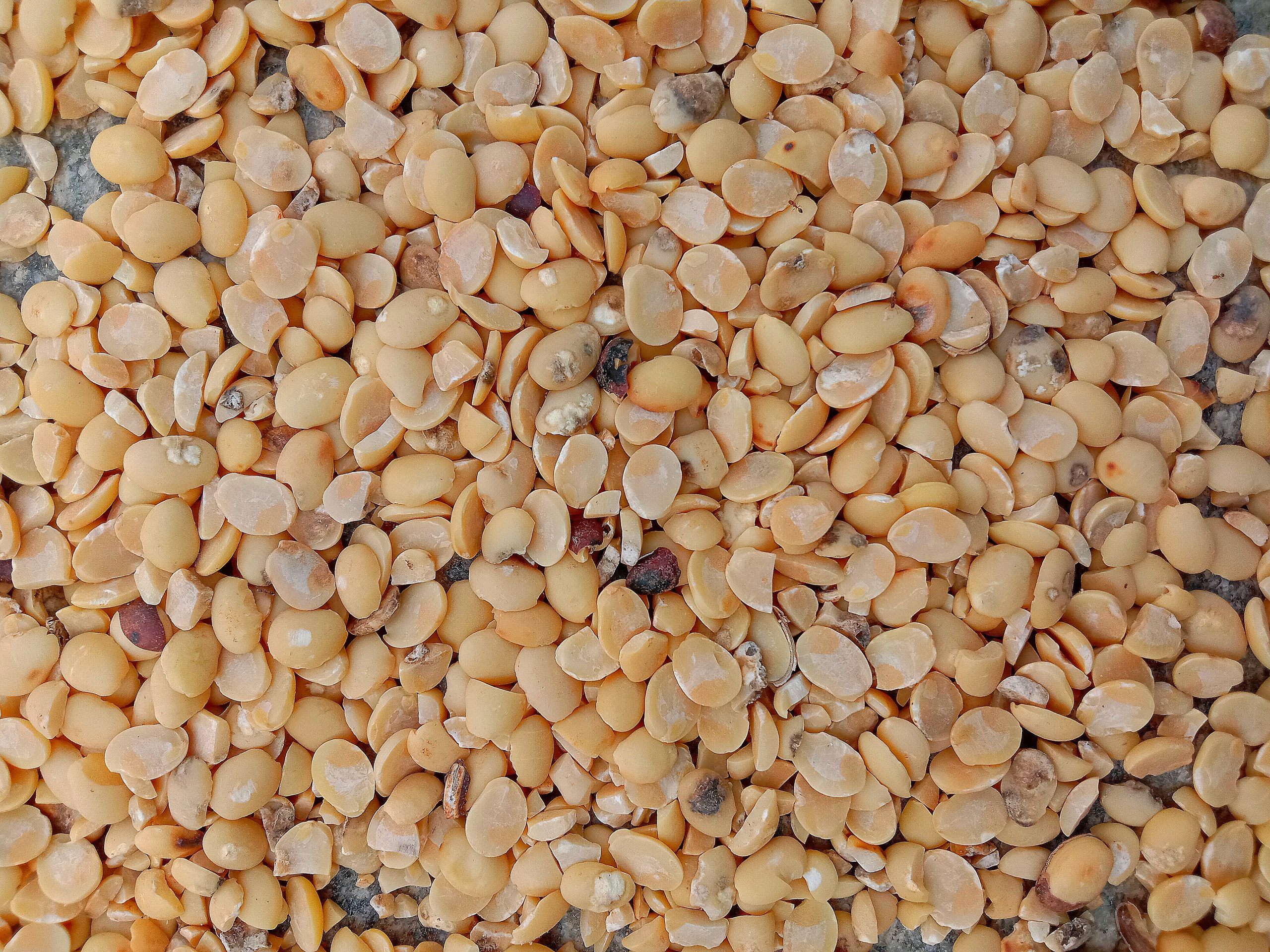 Peanut seeds