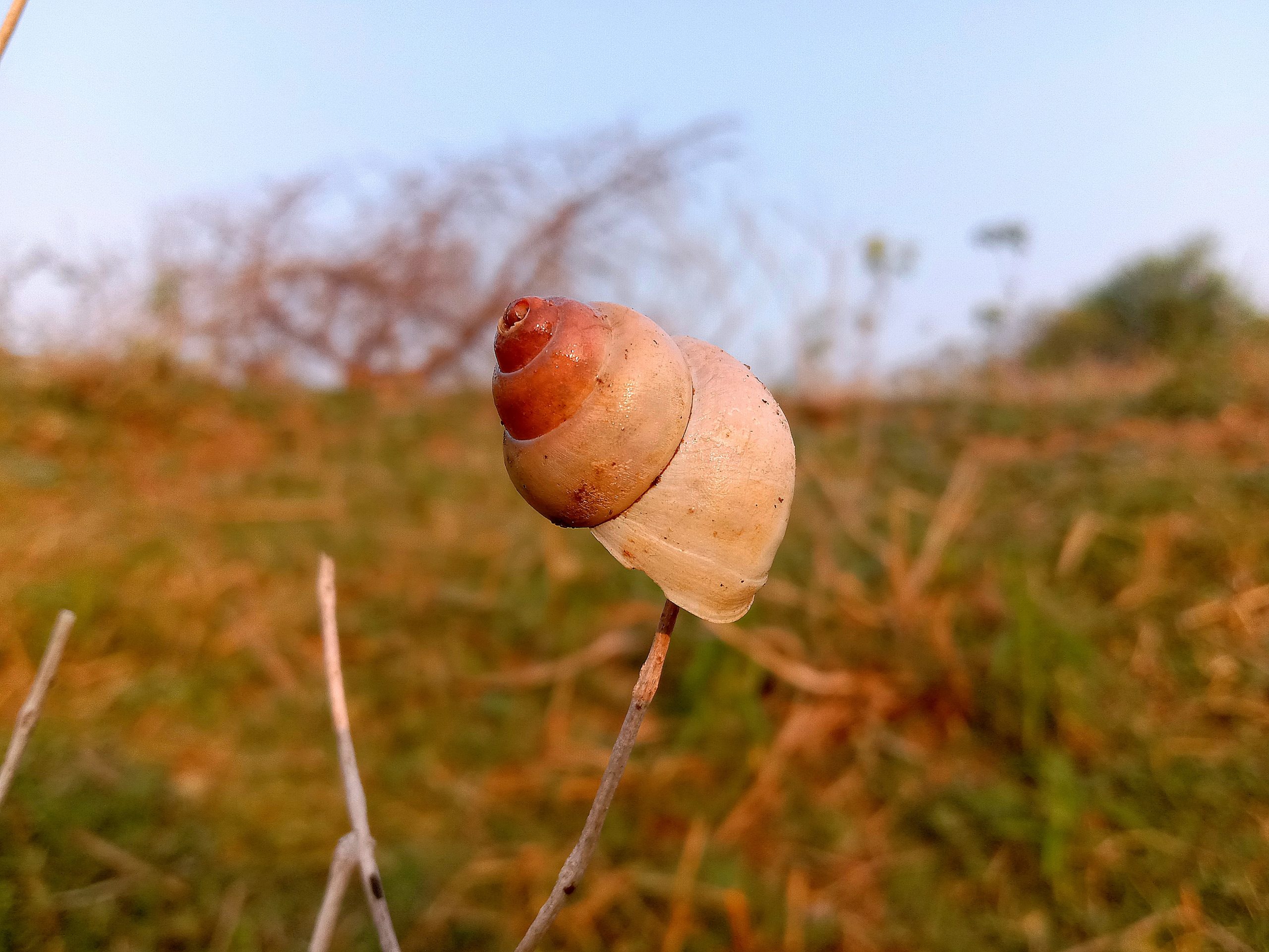 A seashell on a twig