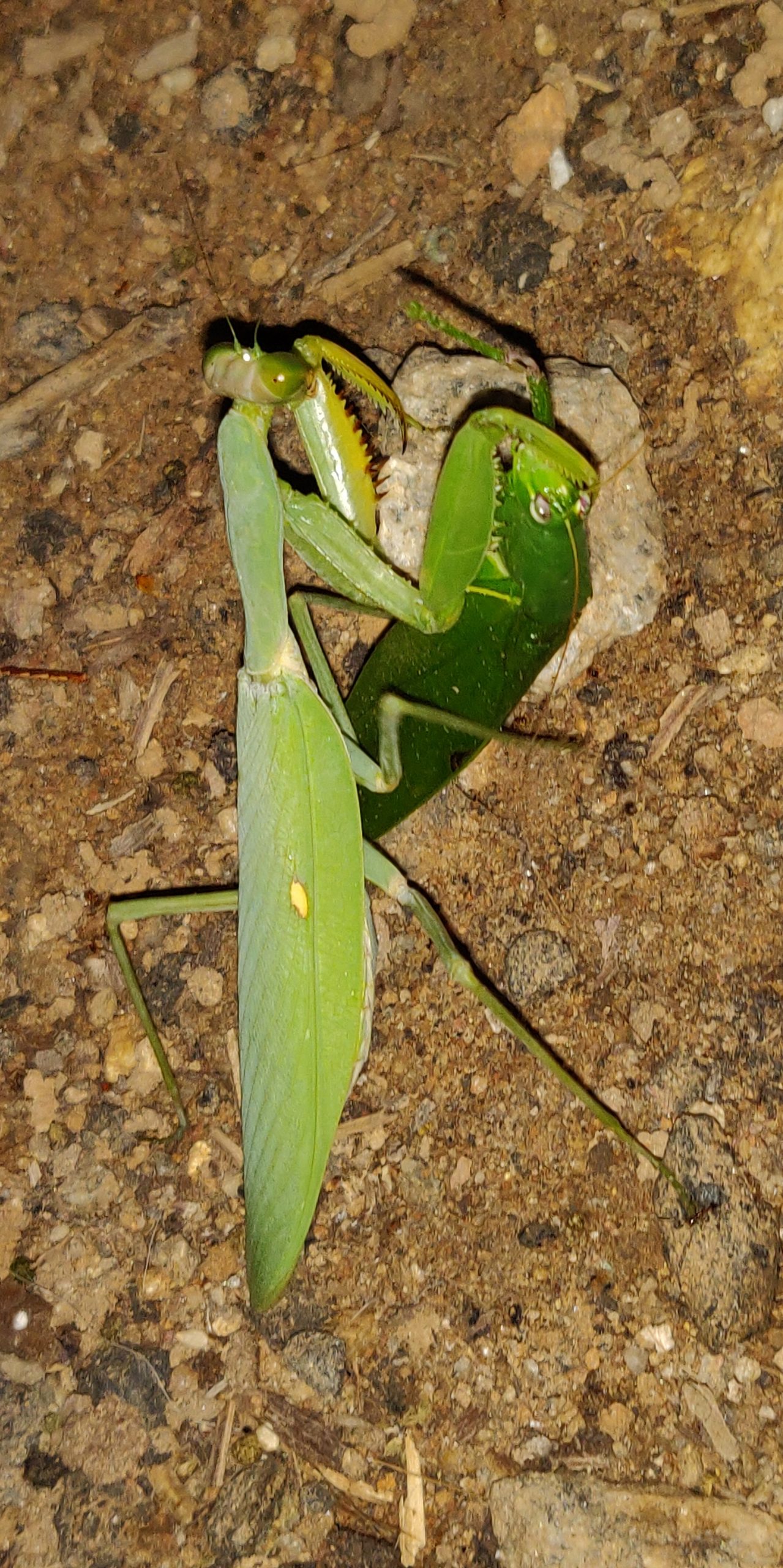 Grasshoppers on ground