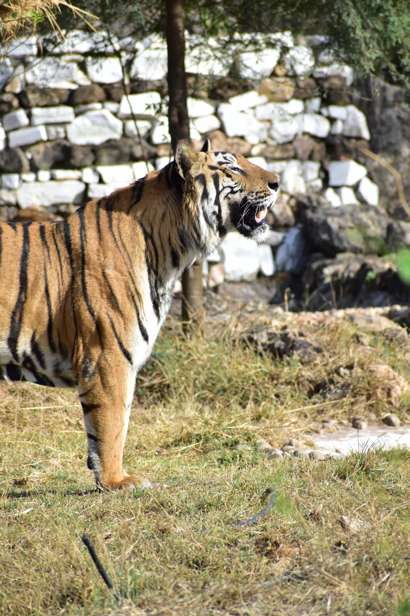 A Bengal tiger in a zoo