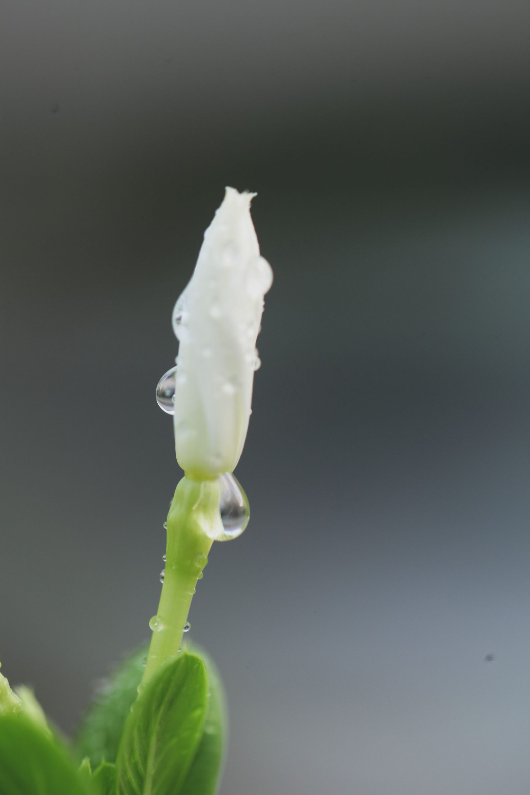 Water drops on a flower bud
