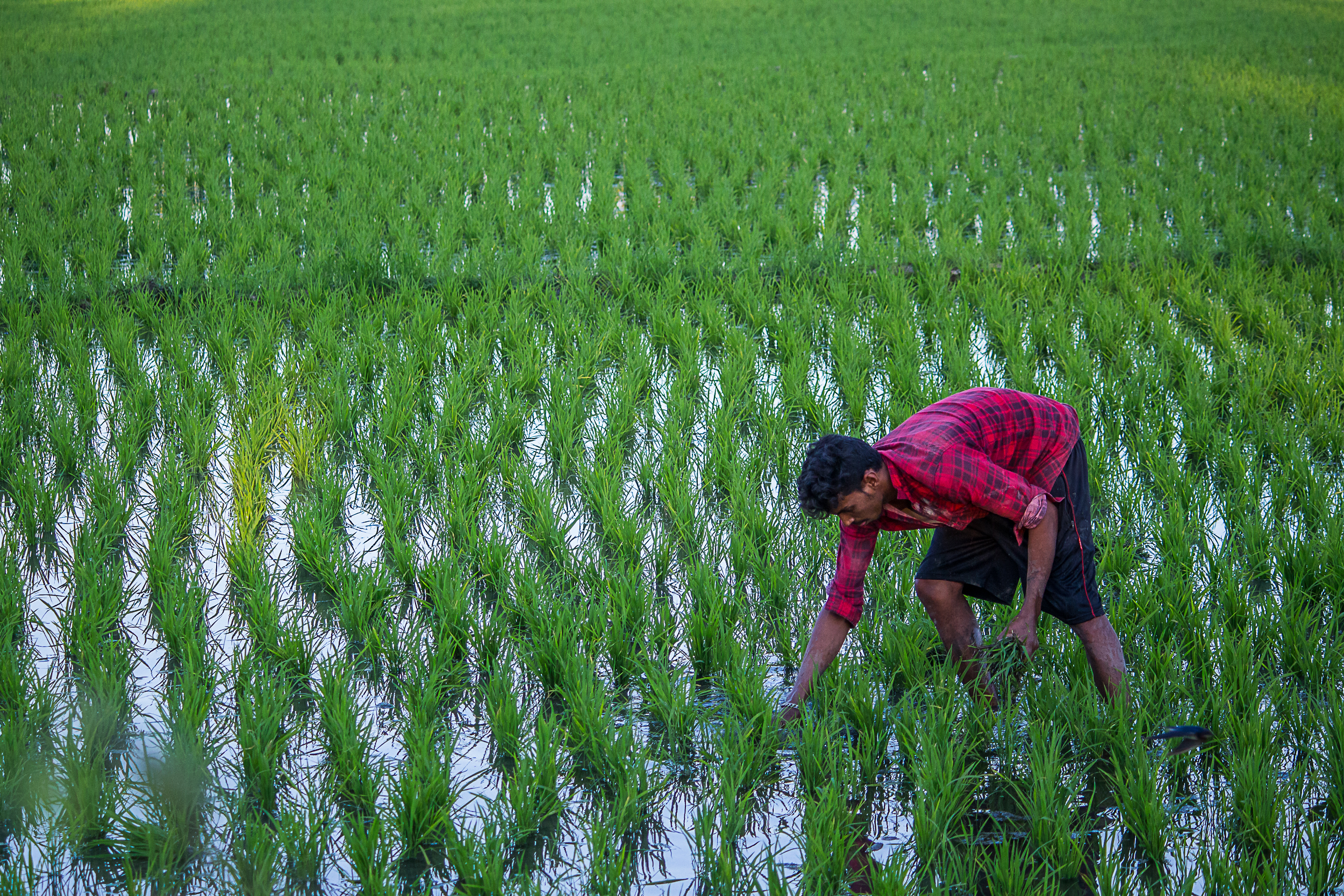 A Farmer working in the Paddy Field