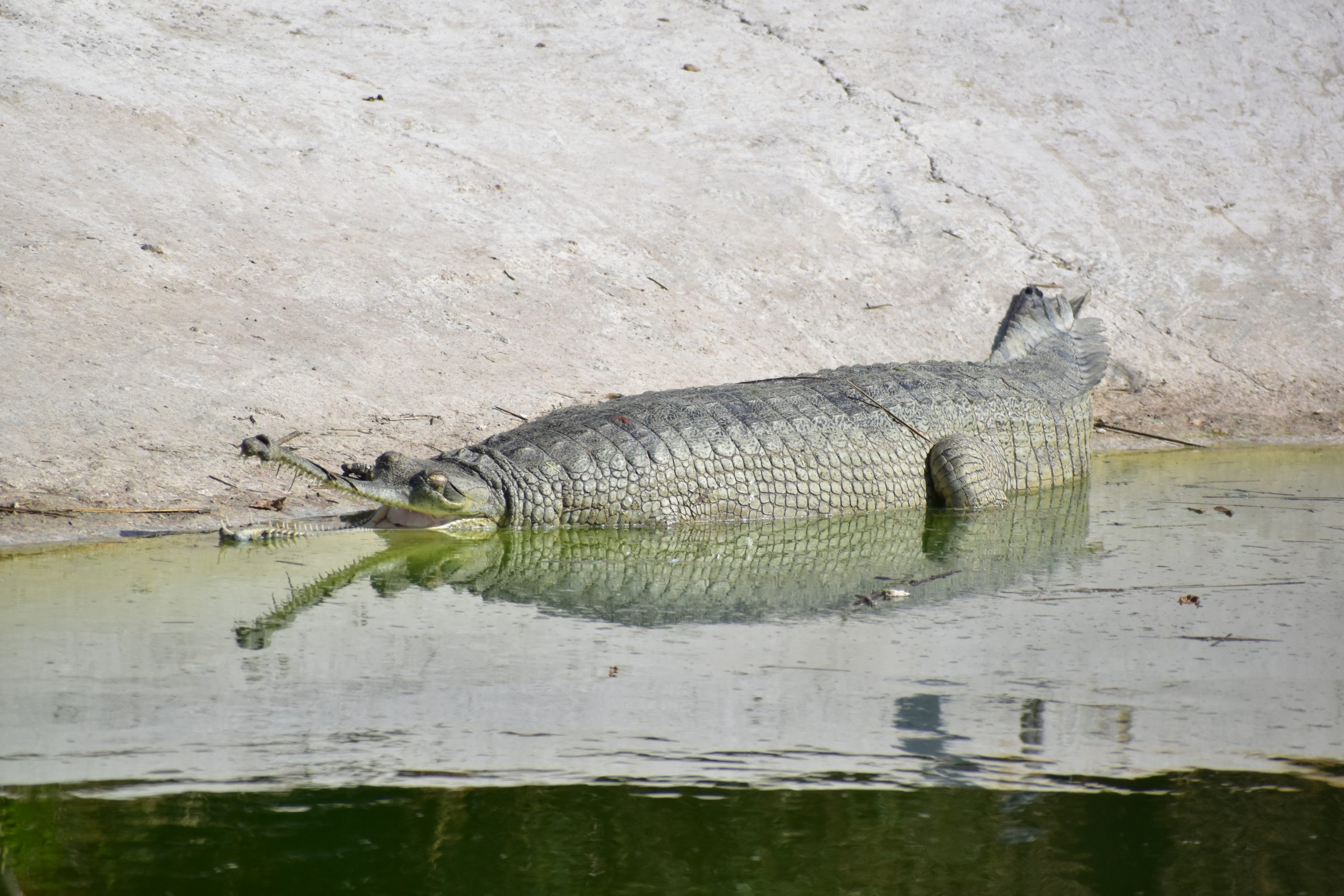 A Gharial in water