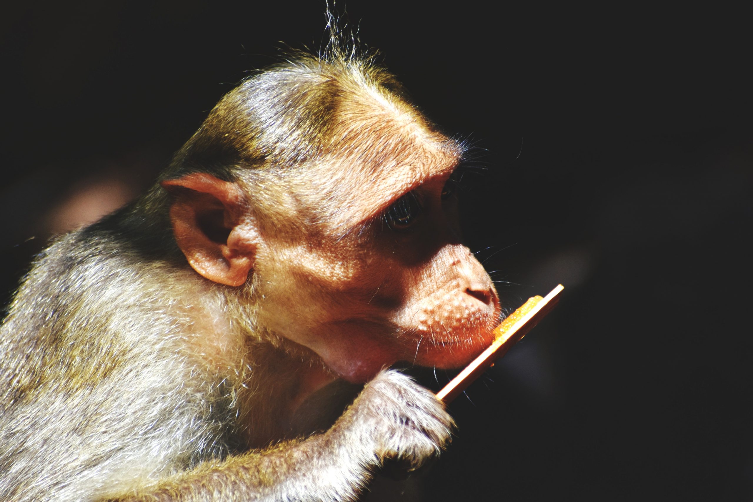 Monkey eating ice cream