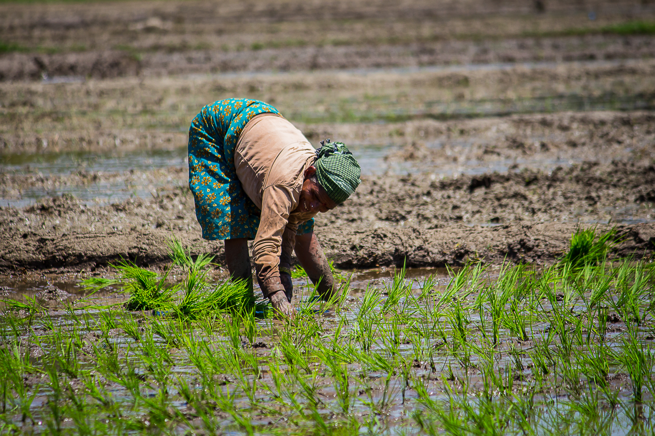 A Woman Farmer working in the Paddy Field