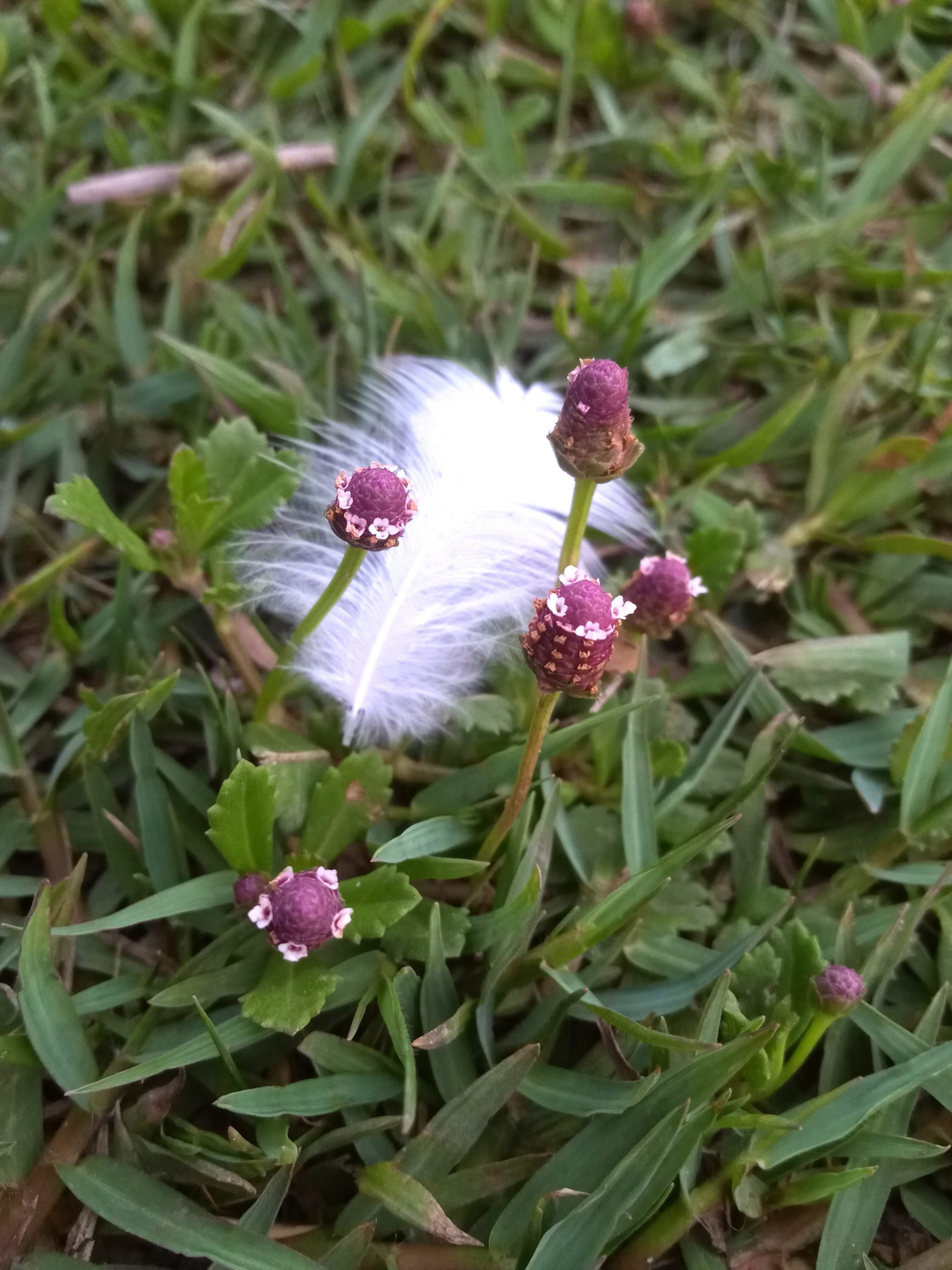 A bird feather and tiny flowers