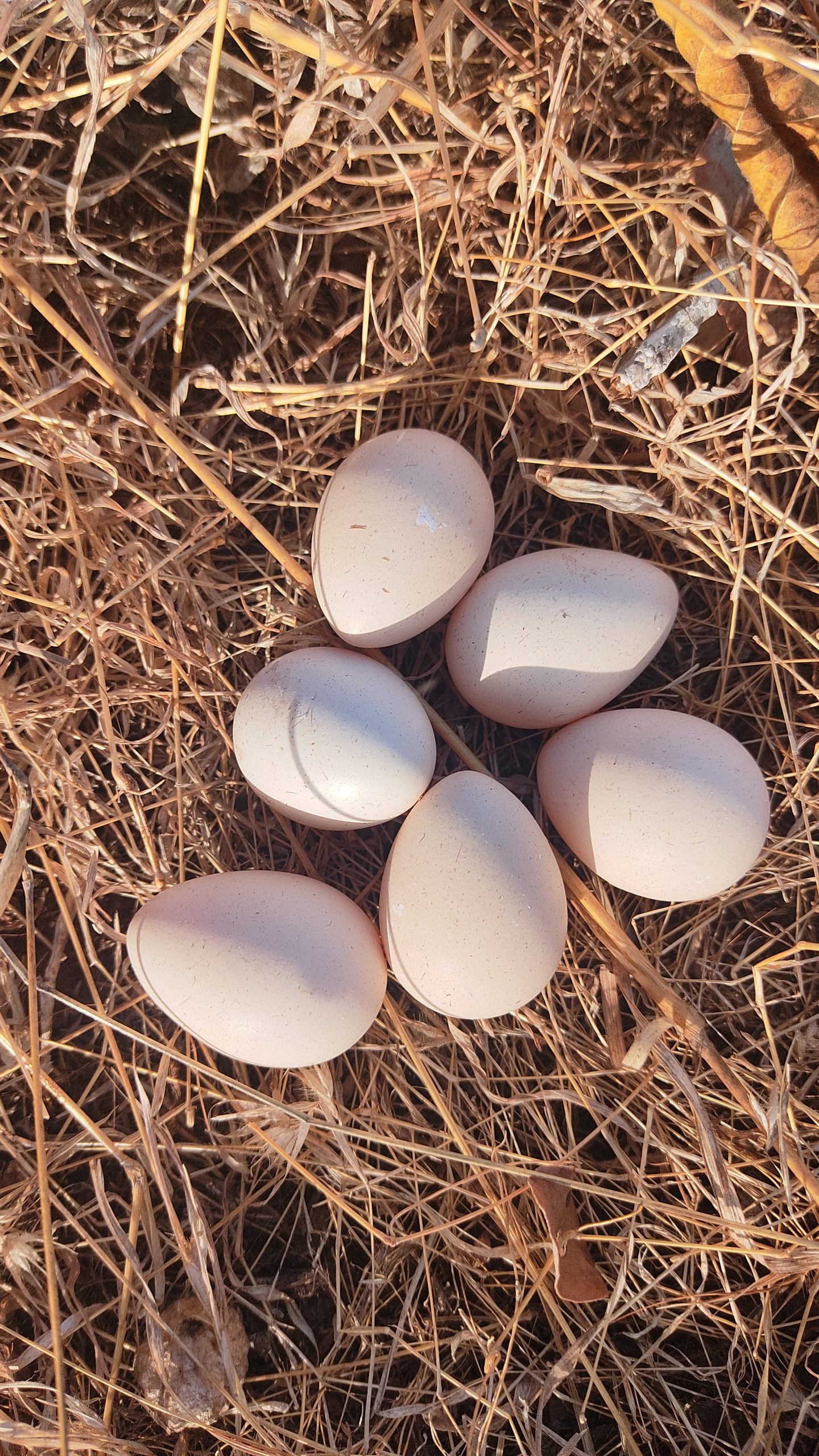 A bird's eggs