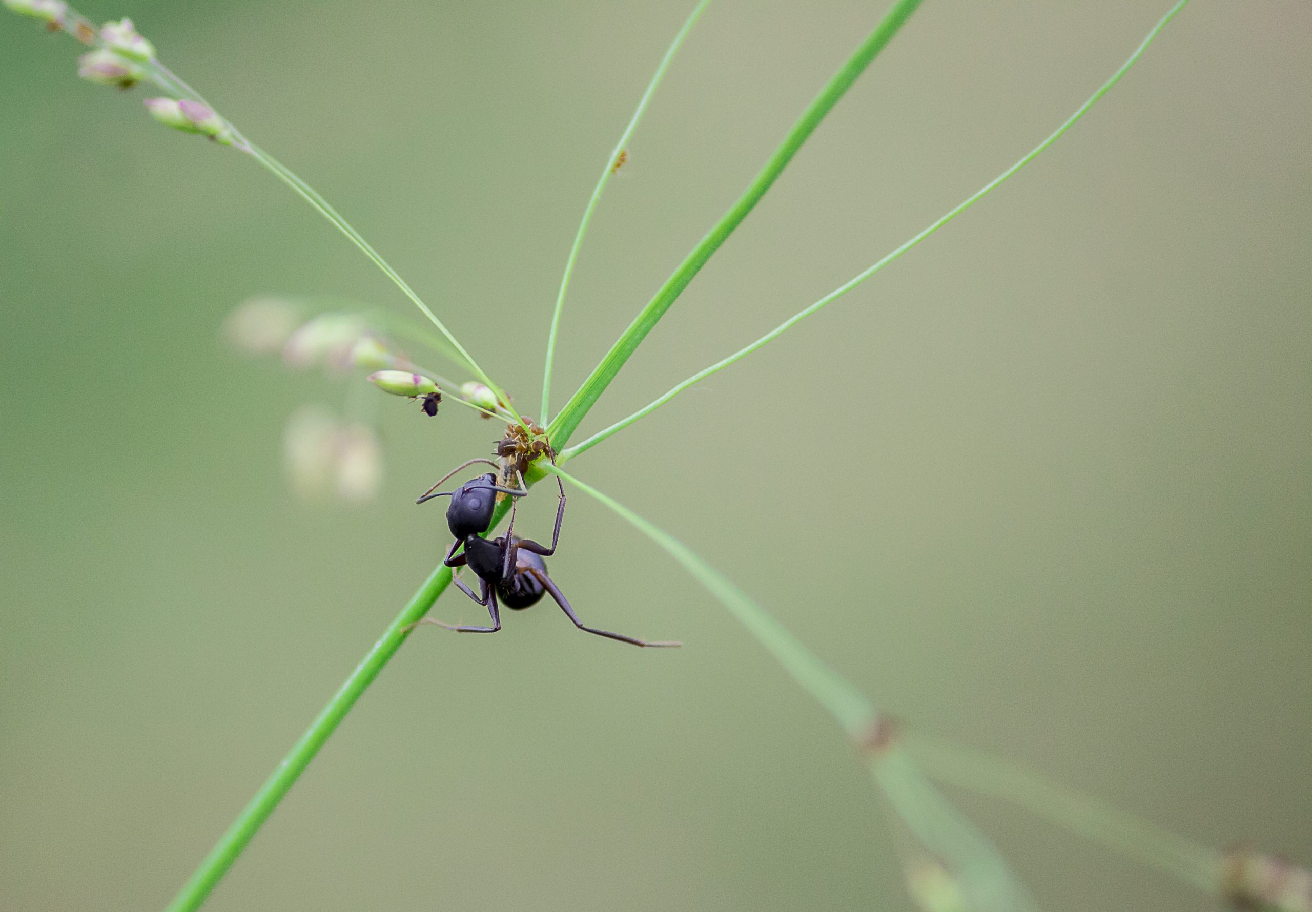 A black ant sitting on a plant