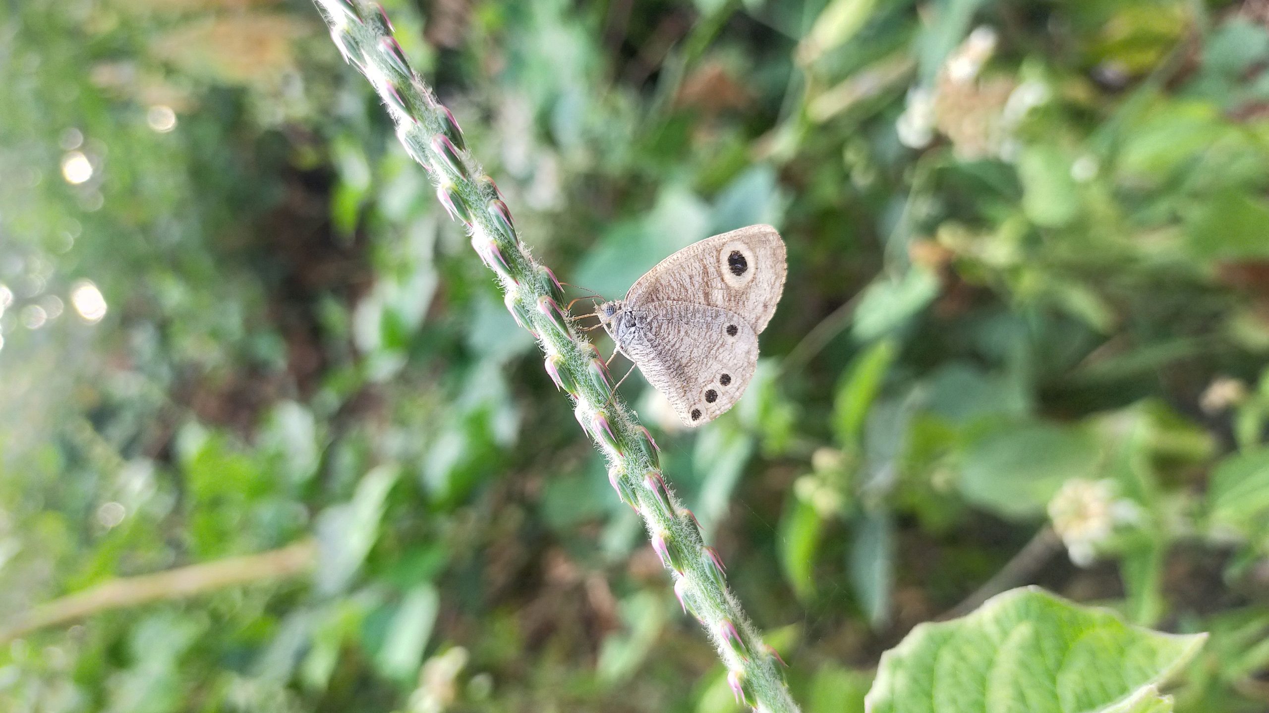 A butterfly on a plant stem