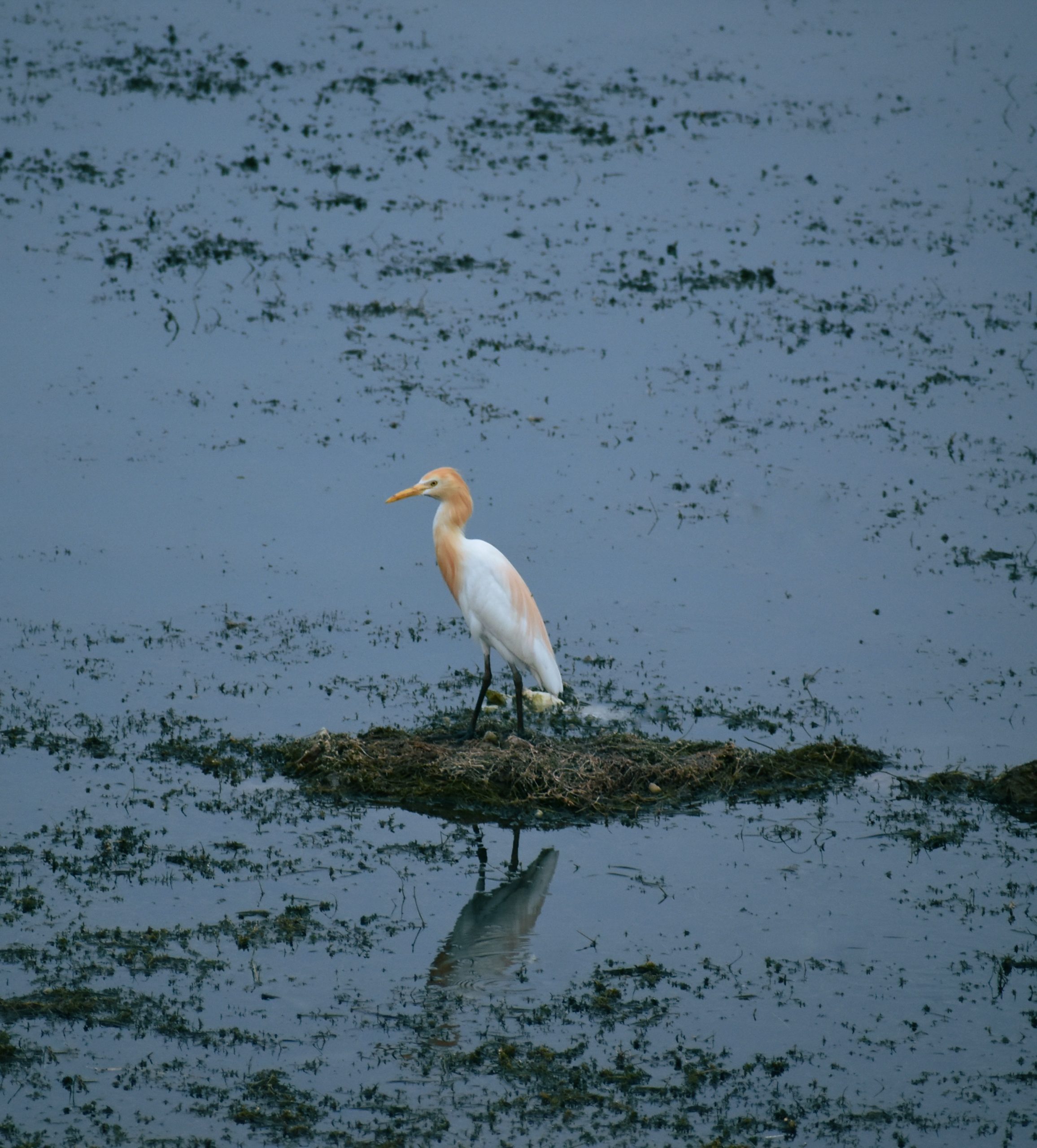 A cattle egret in a pond