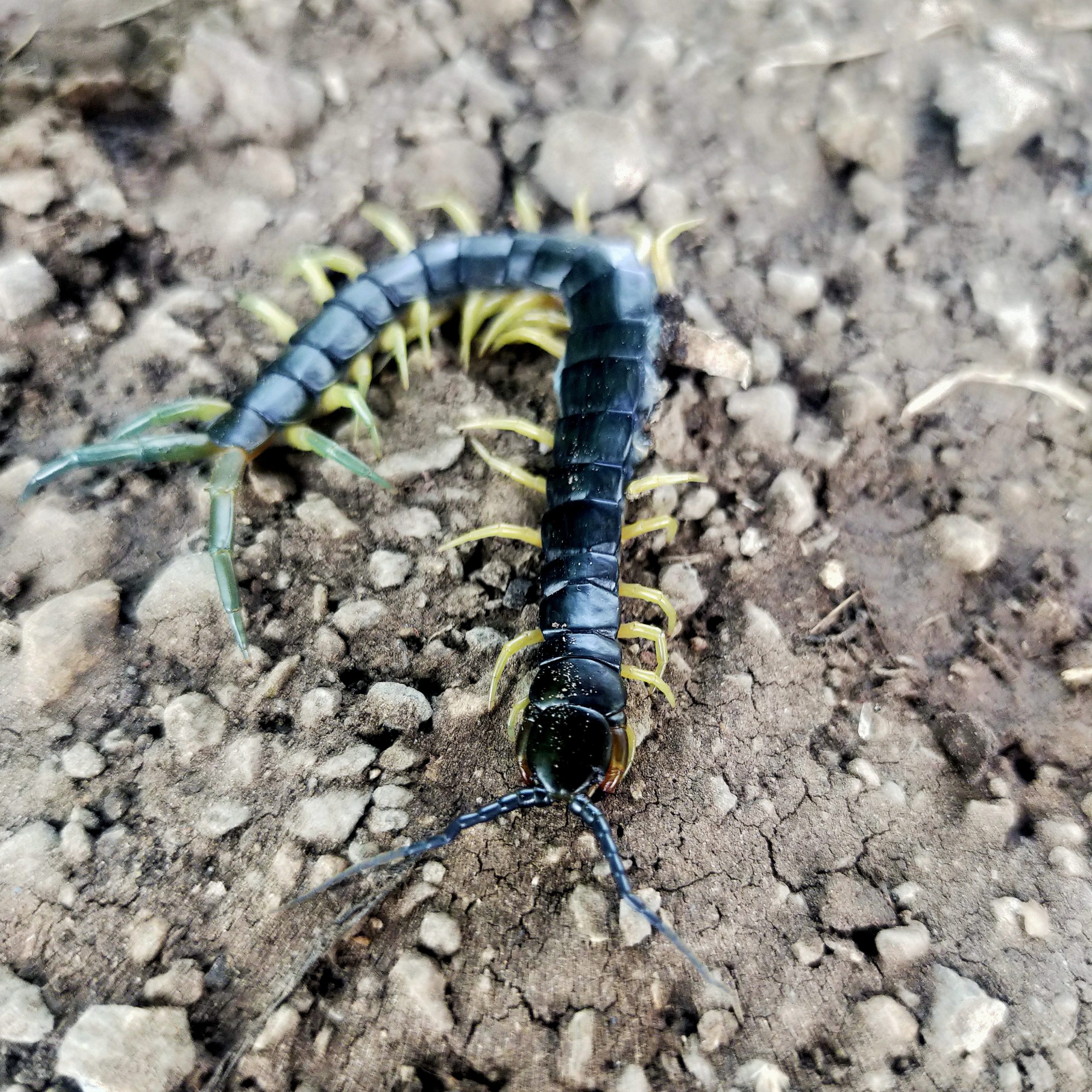 A centipede on the ground