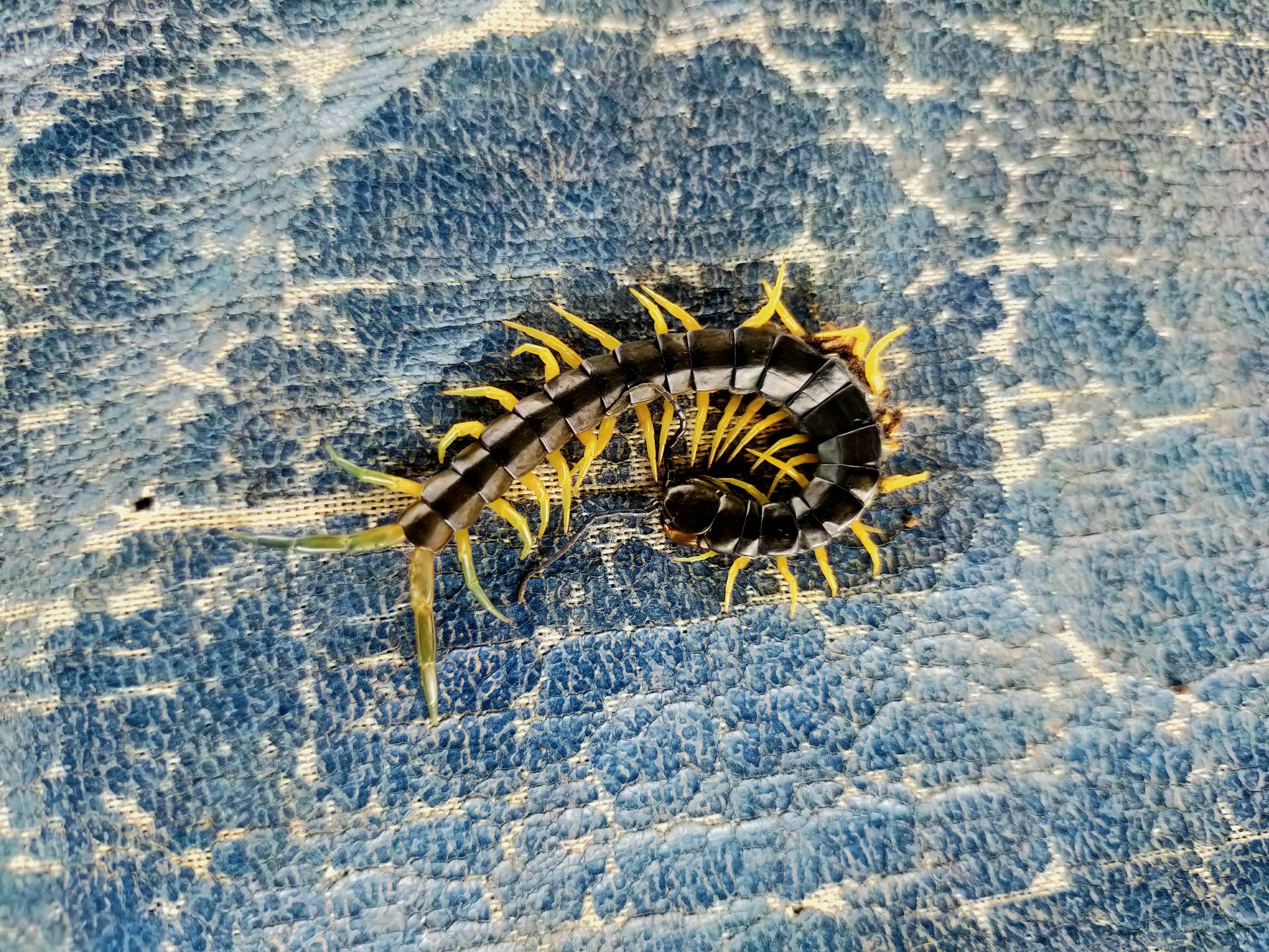 A centipede on the ground