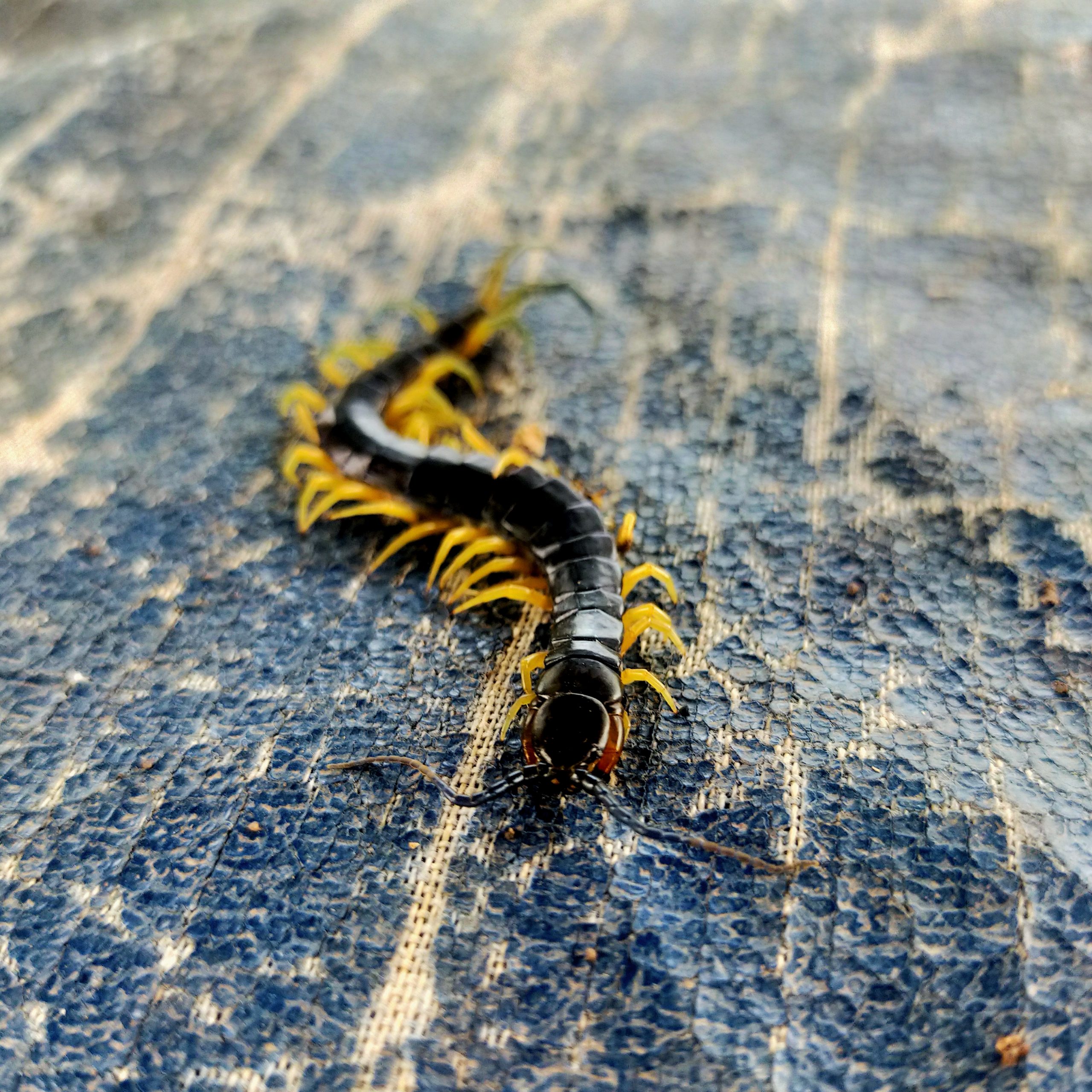 A centipede on the ground