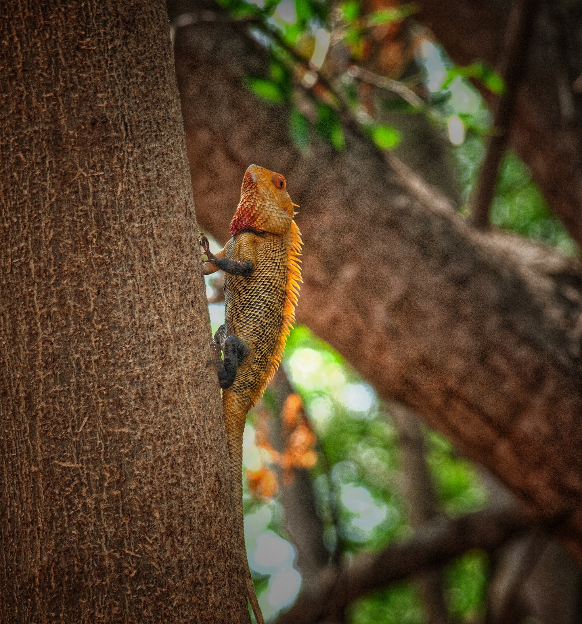 A chameleon on a tree