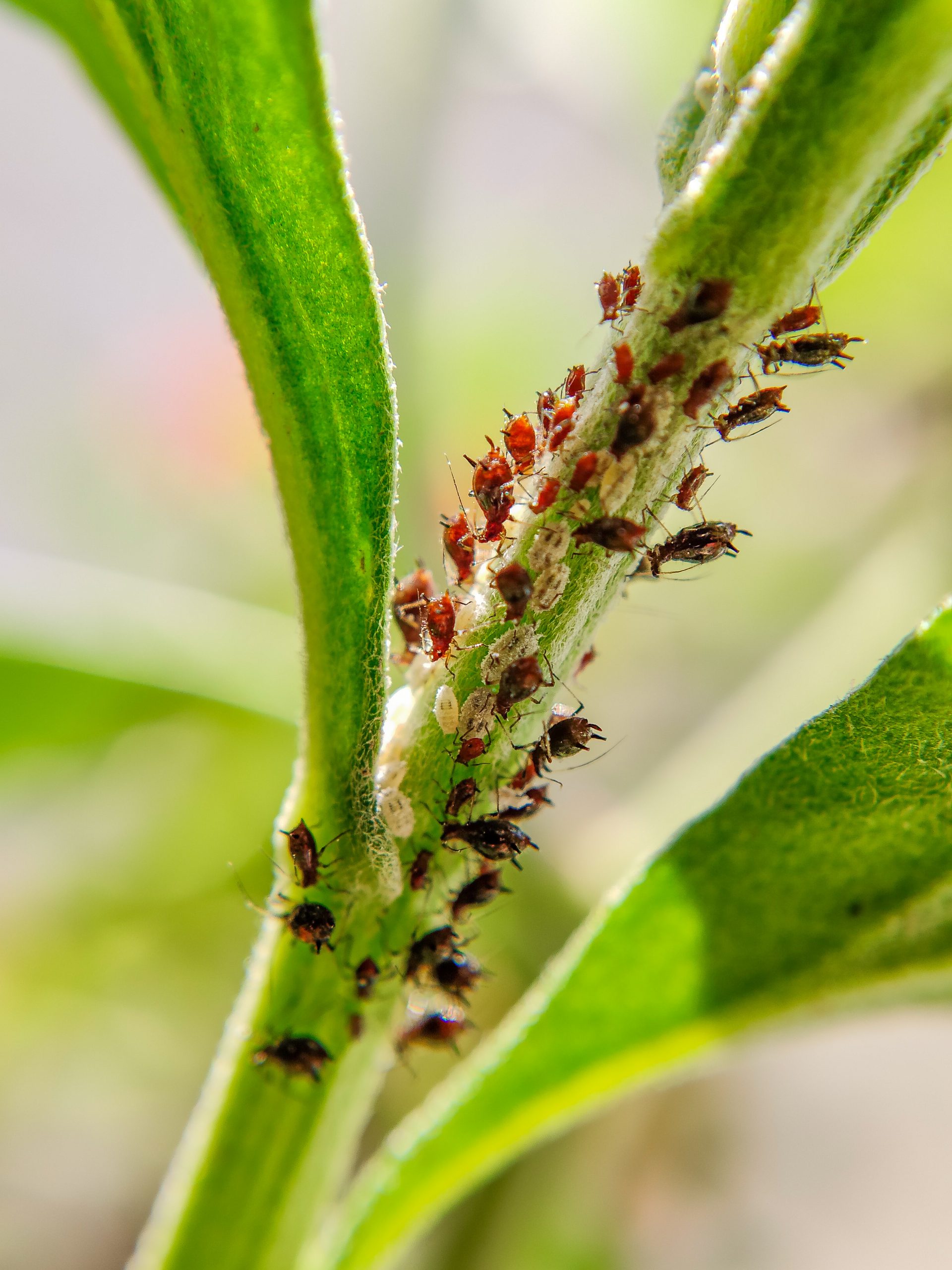 A colony of insects on a plant