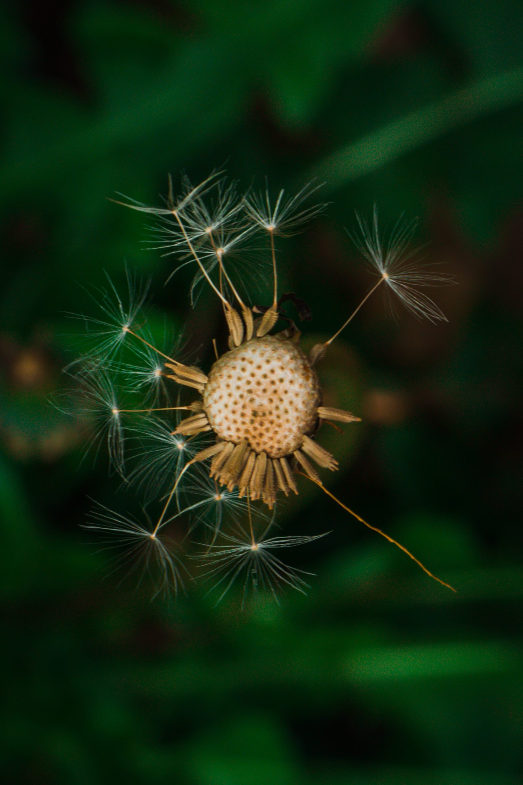 A dandelion